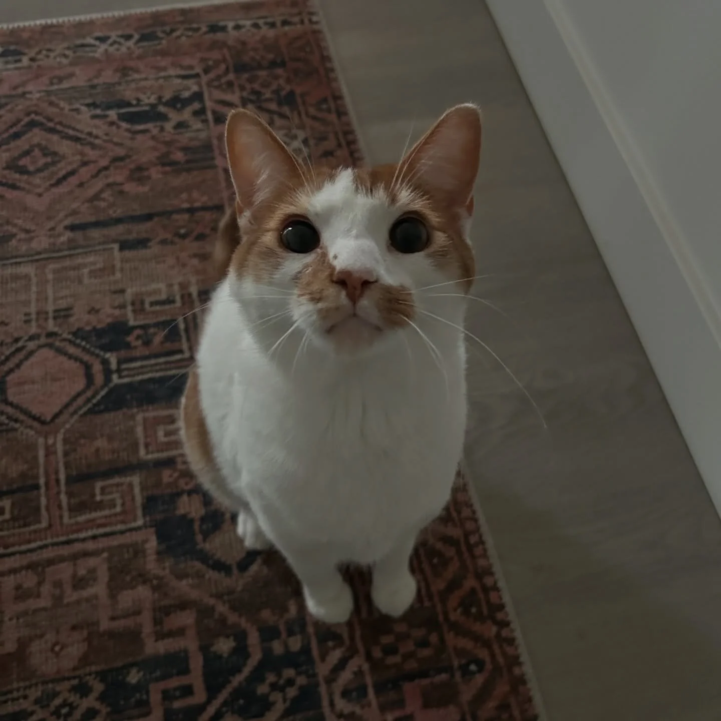 The handsome Dobby 🥰