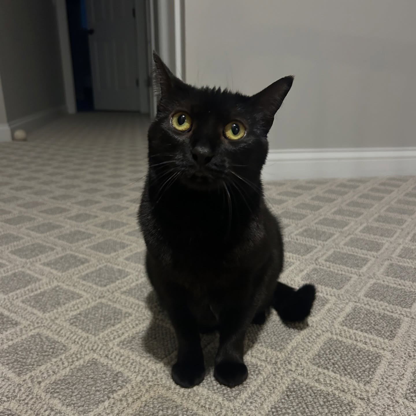 The most playful little girl, Boo!