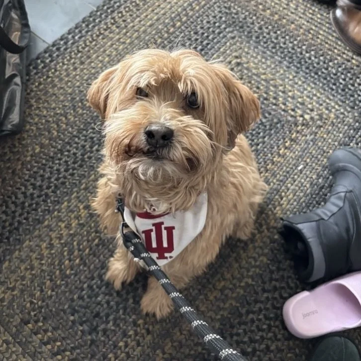 Mr. Brown ready for his walk!