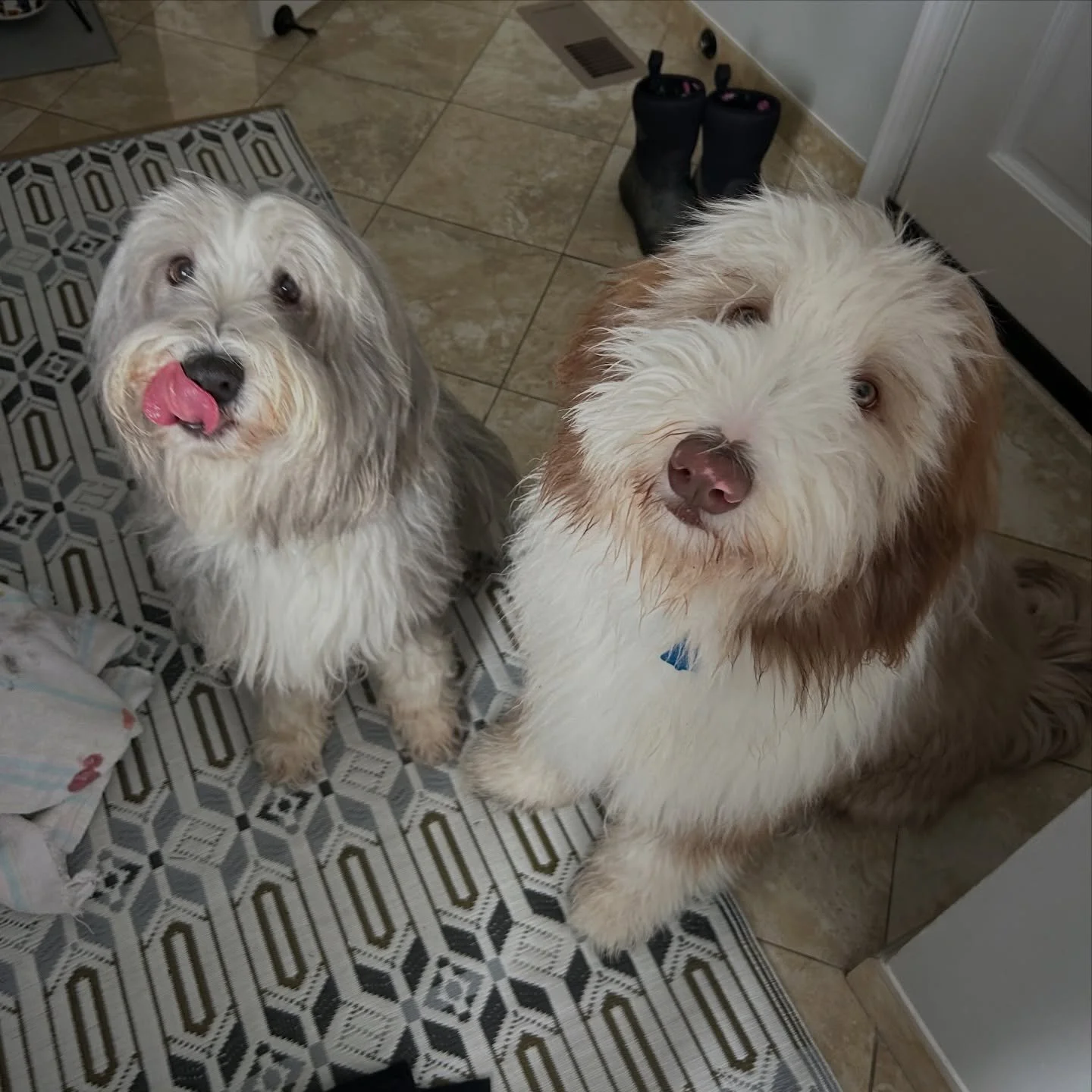 Lucy &amp; Harry patiently waiting for treats!