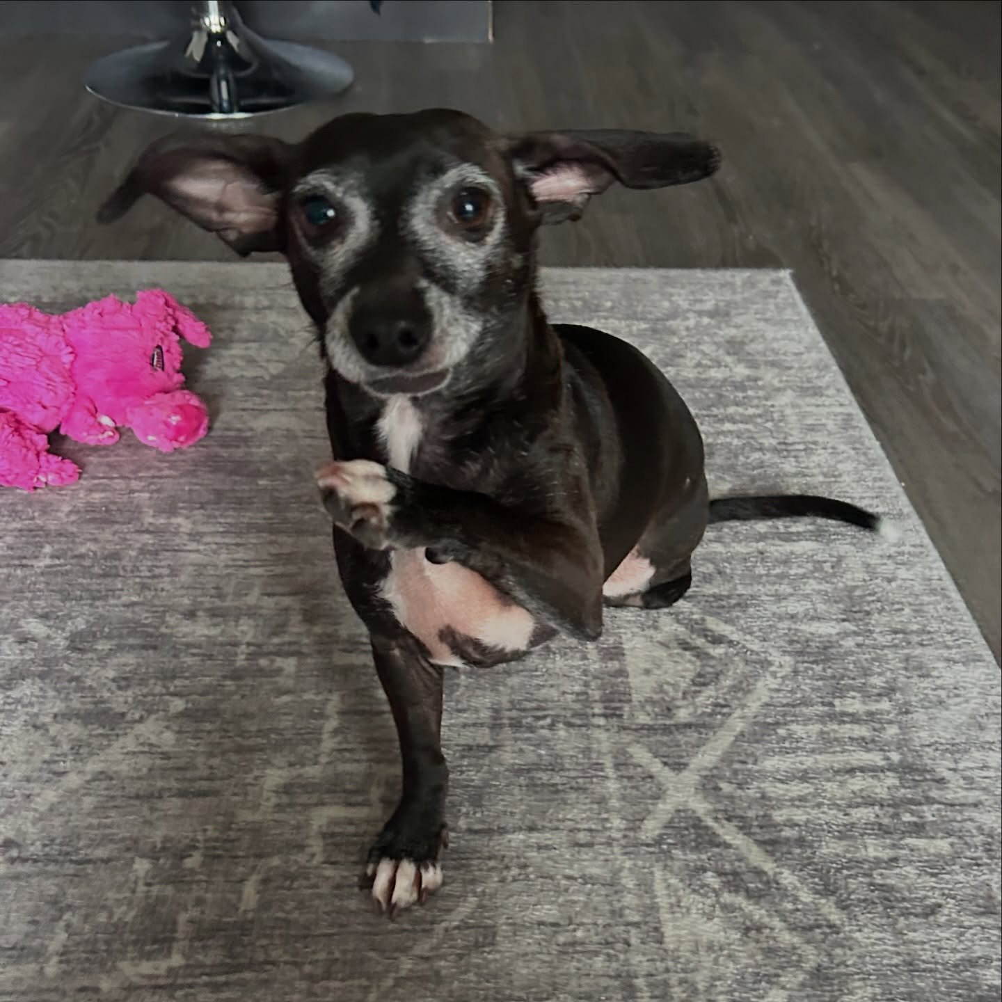 The cutest lil girl, Tapioca 😍