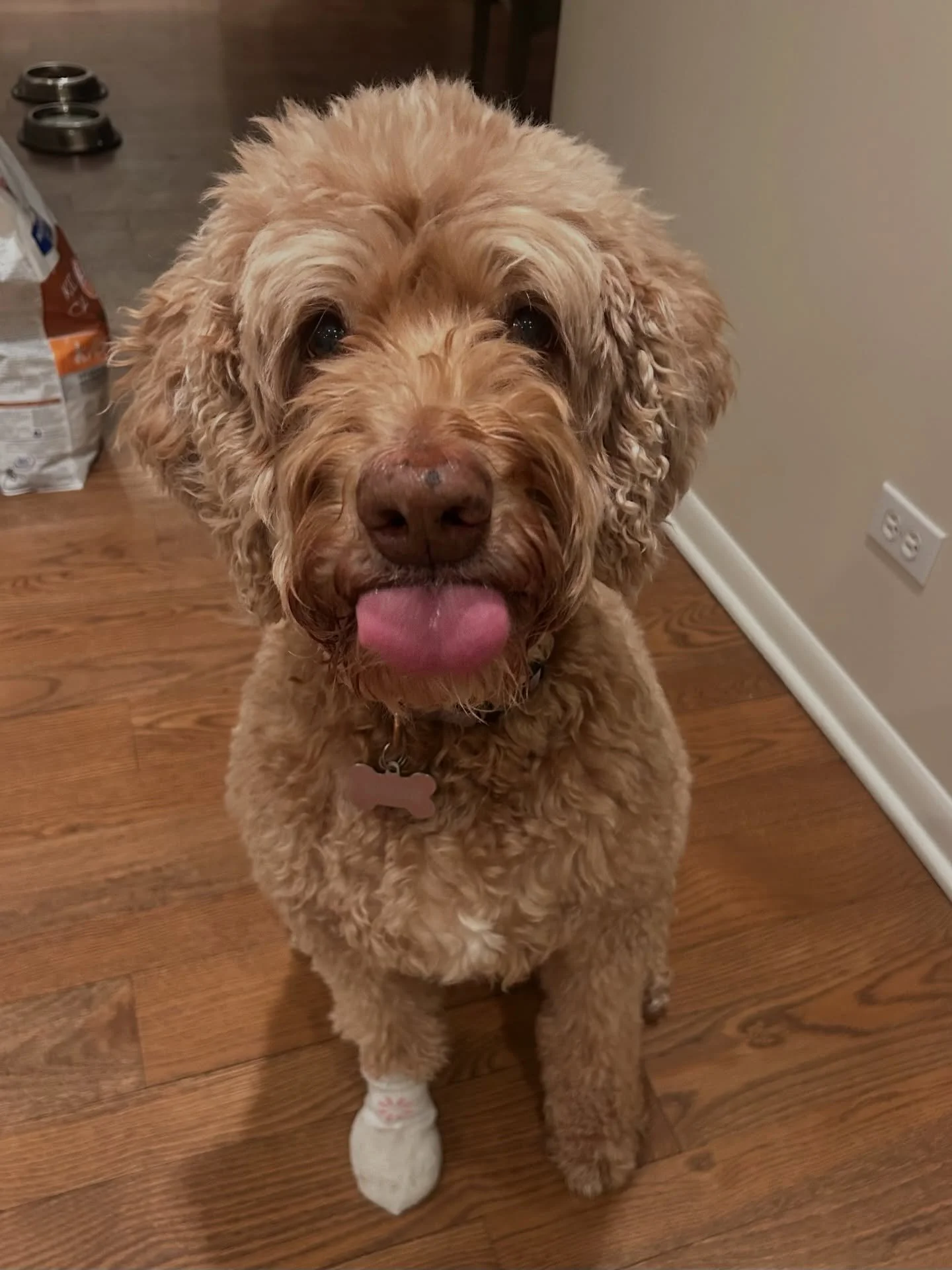 Sweet Sadie ❤️❤️