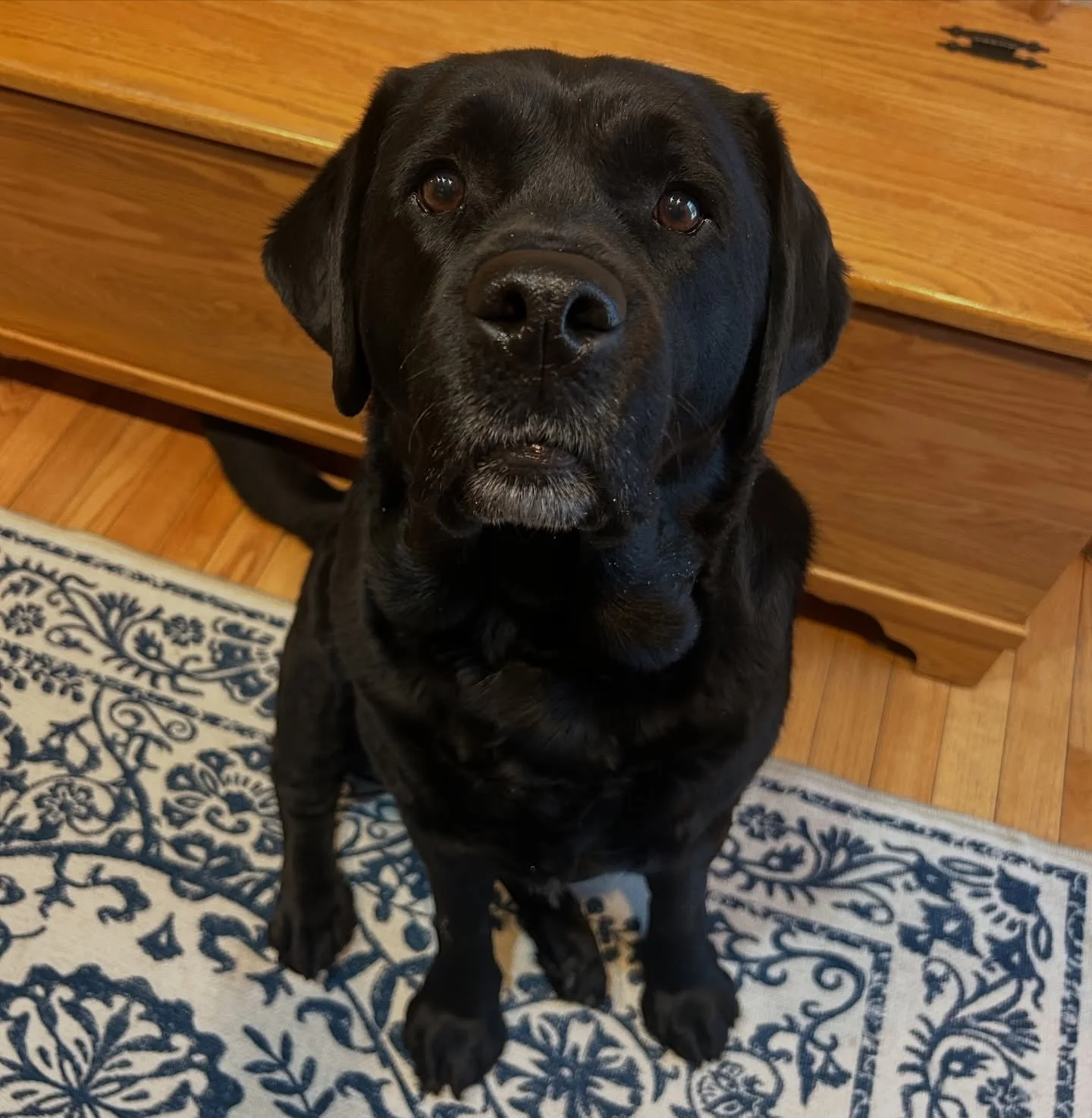 I like big labs and I cannot lie 🥰😍