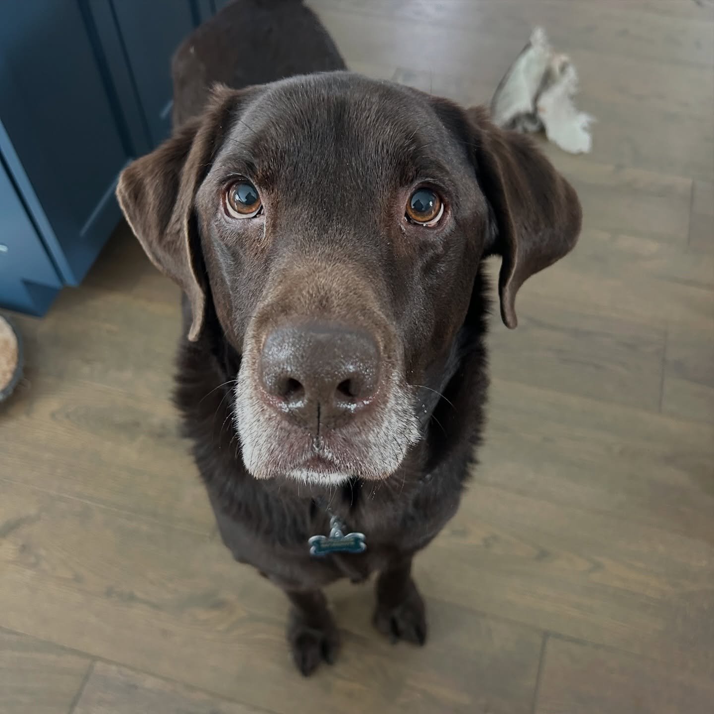 How cute is Bear?! ❤️