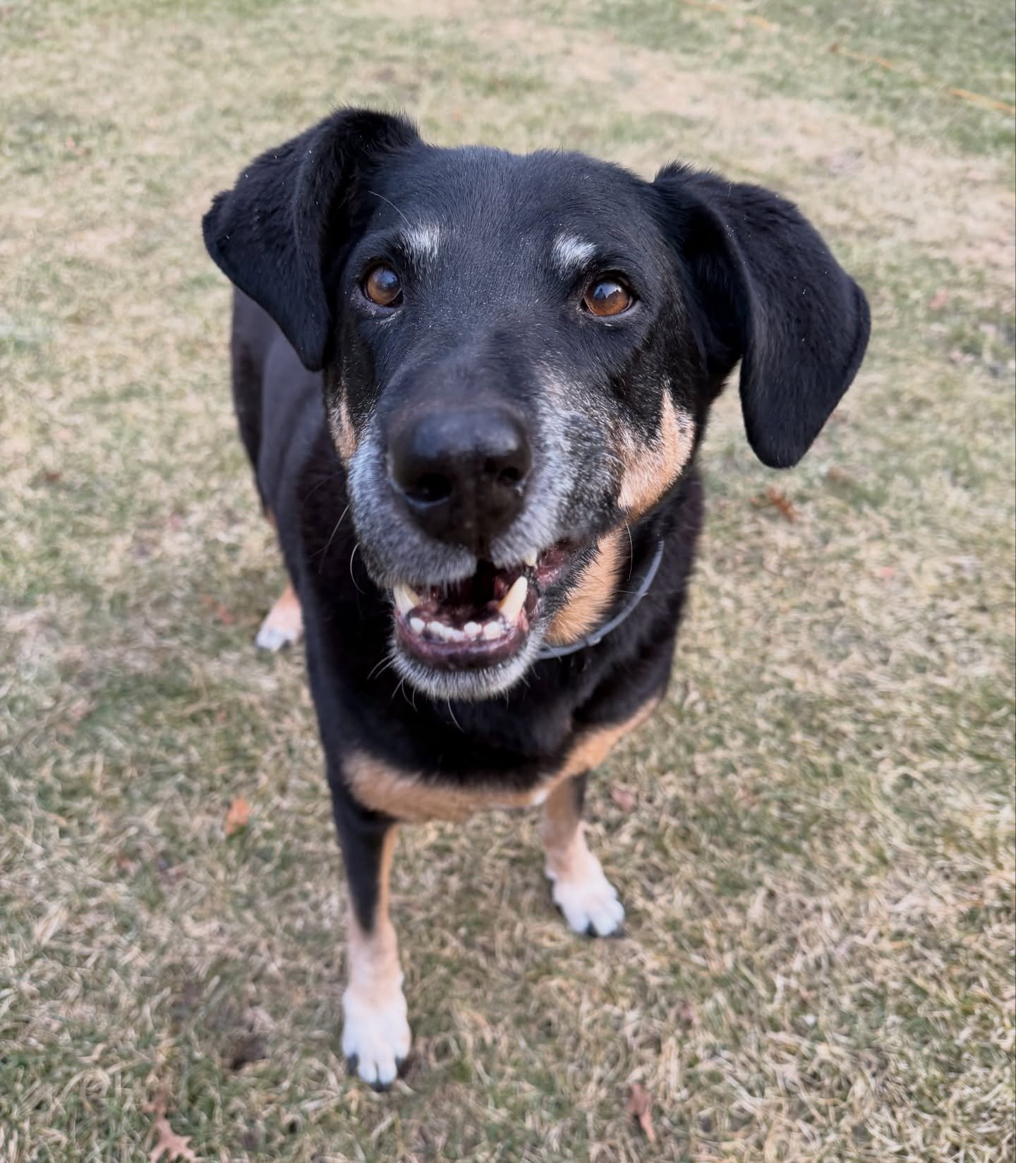 My heart just melts for Louie 🫠❤️