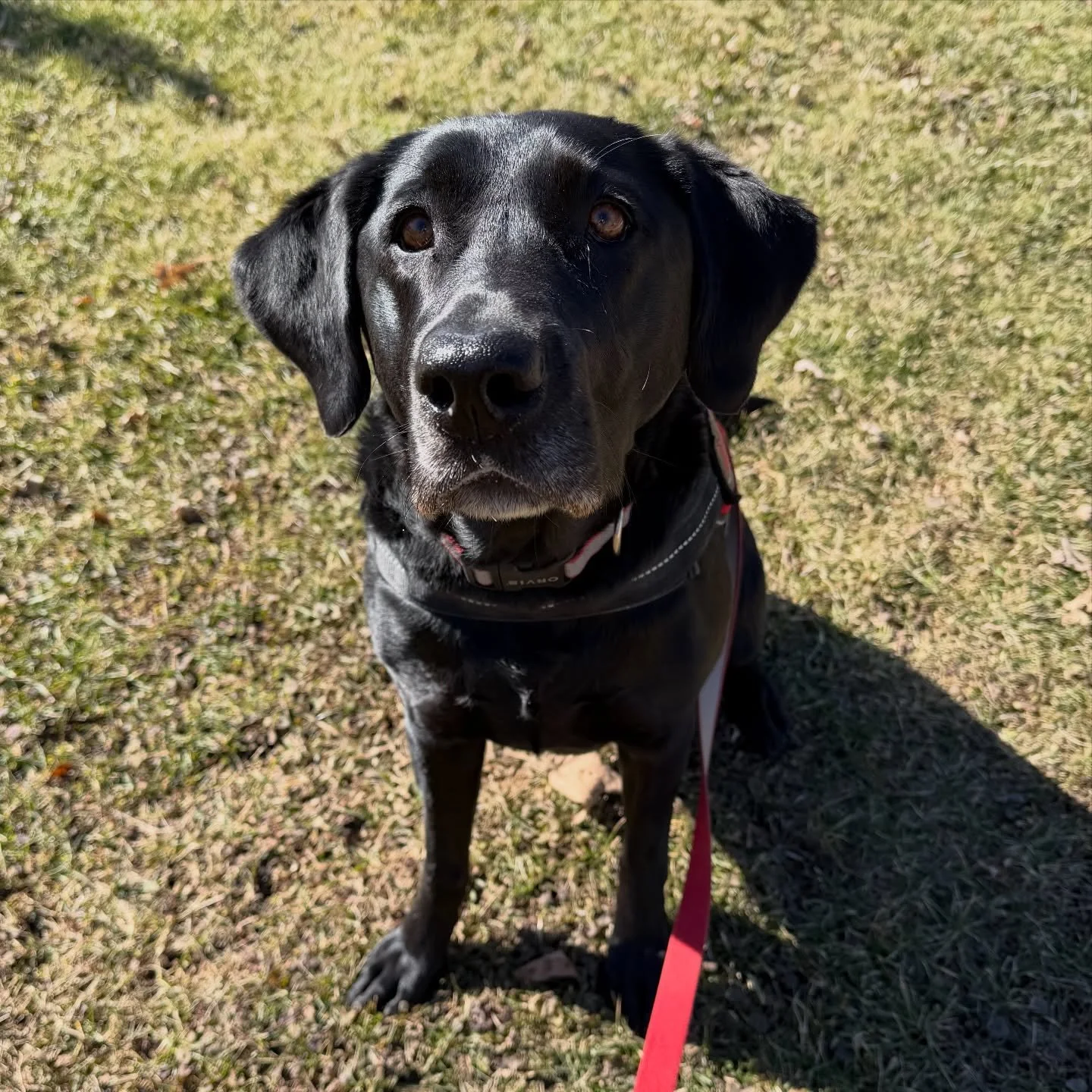 Tali enjoying a walk!