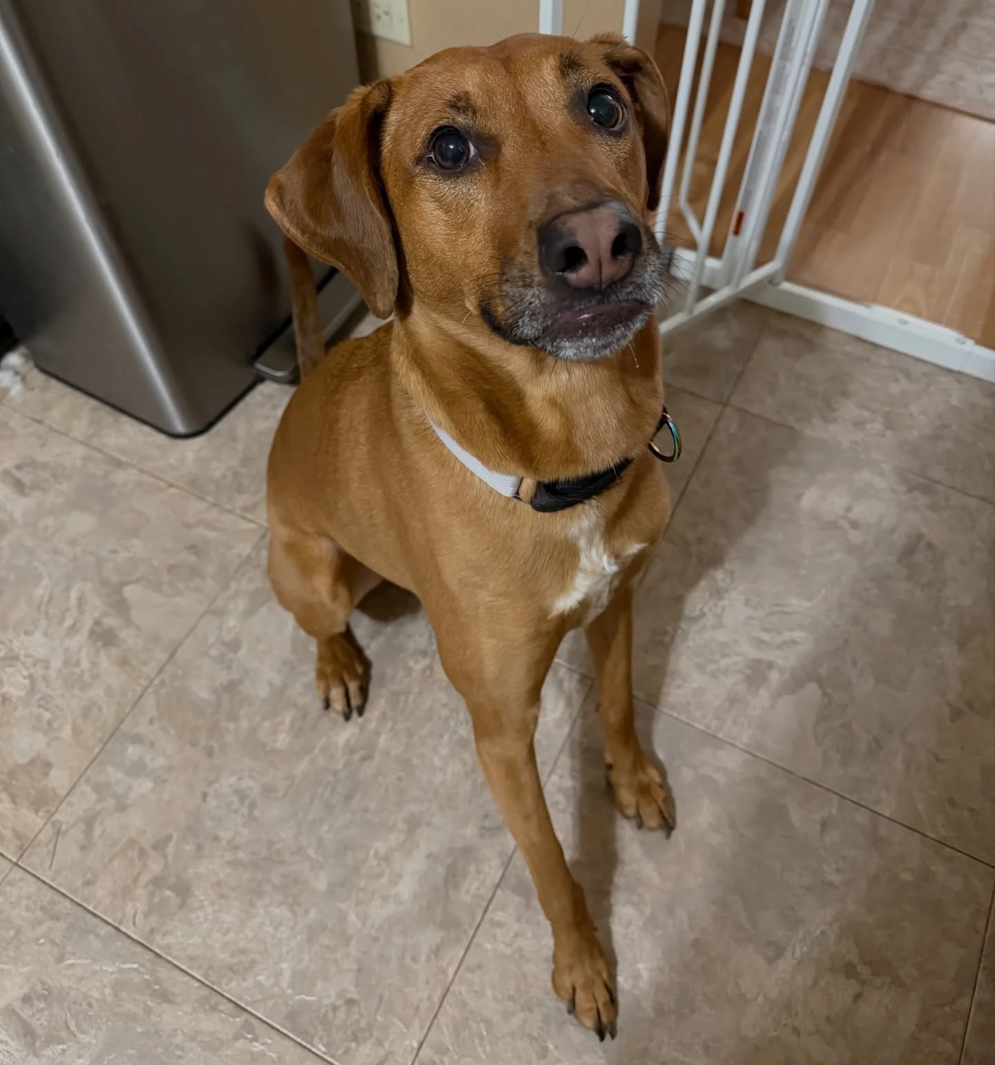 The beautiful Buttercup!