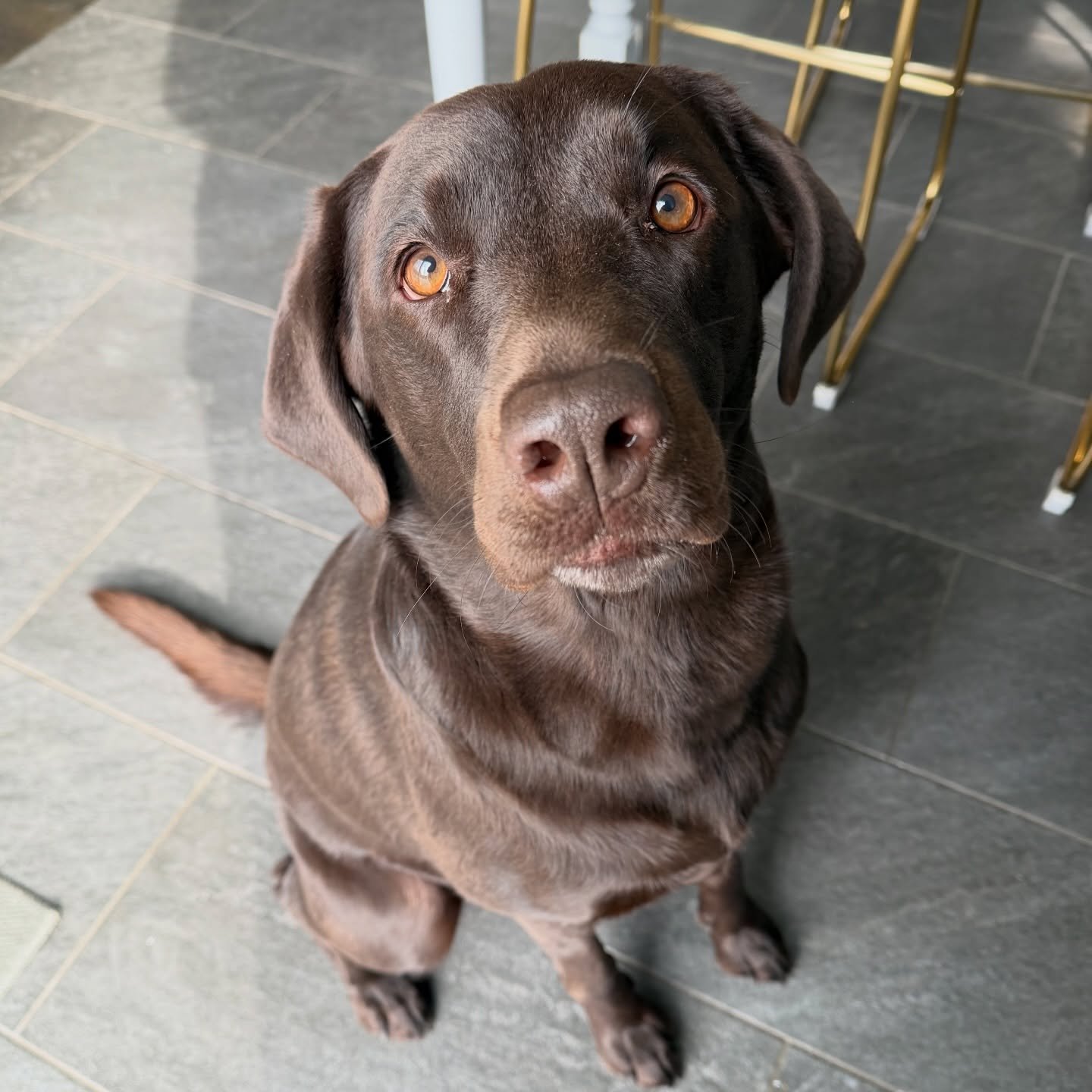 Miss Mocha 😍❤️