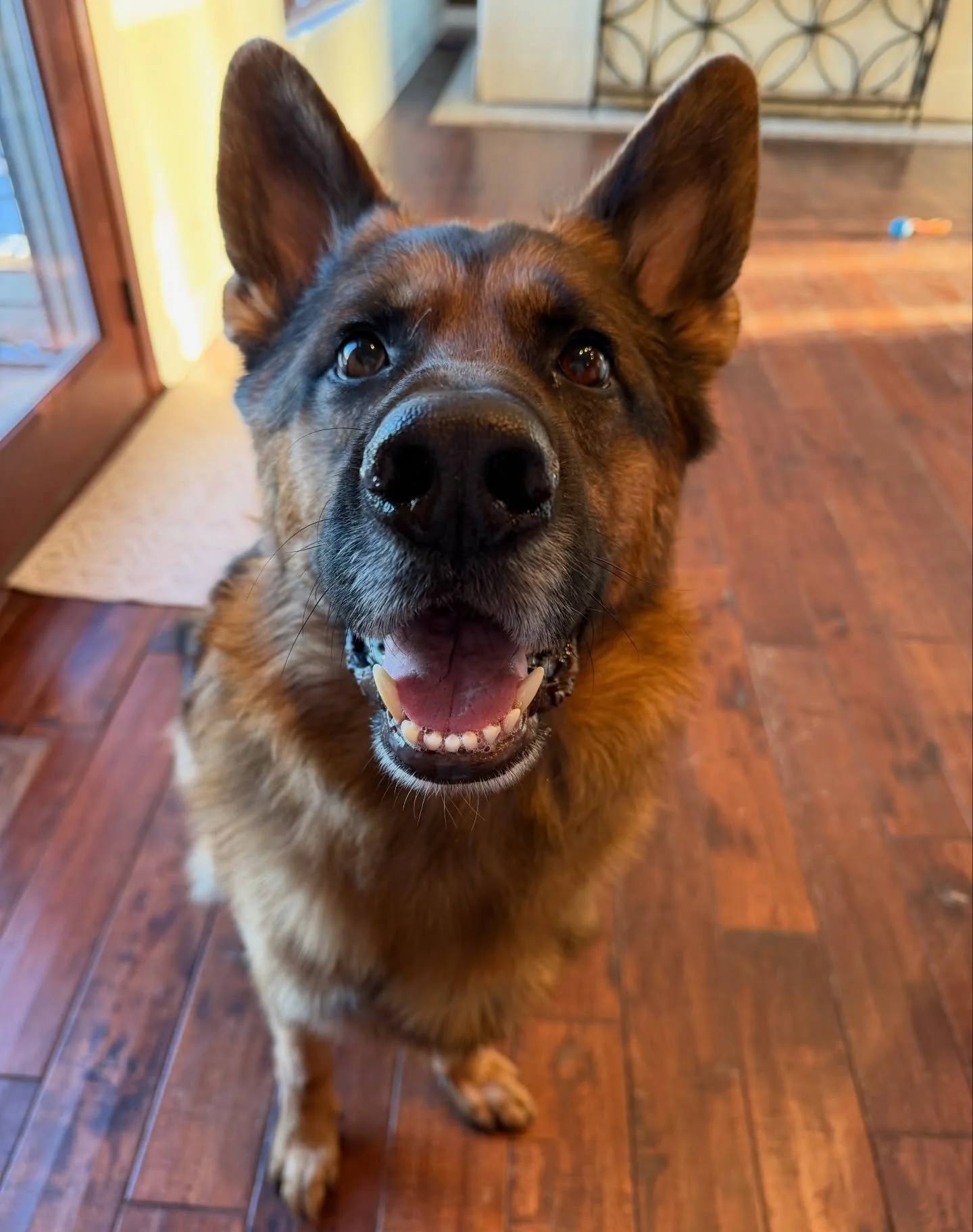 The gorgeous Mr. Yogi 🥰