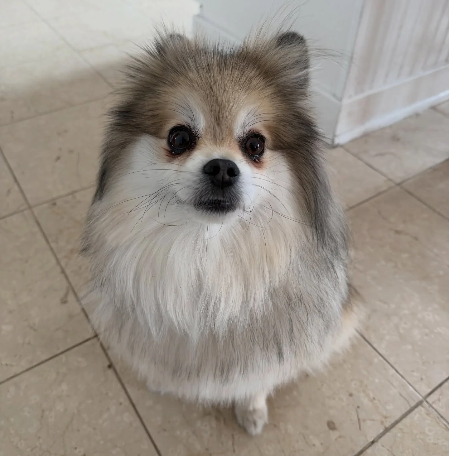 Miss Coco lookin pretty as always! 😍