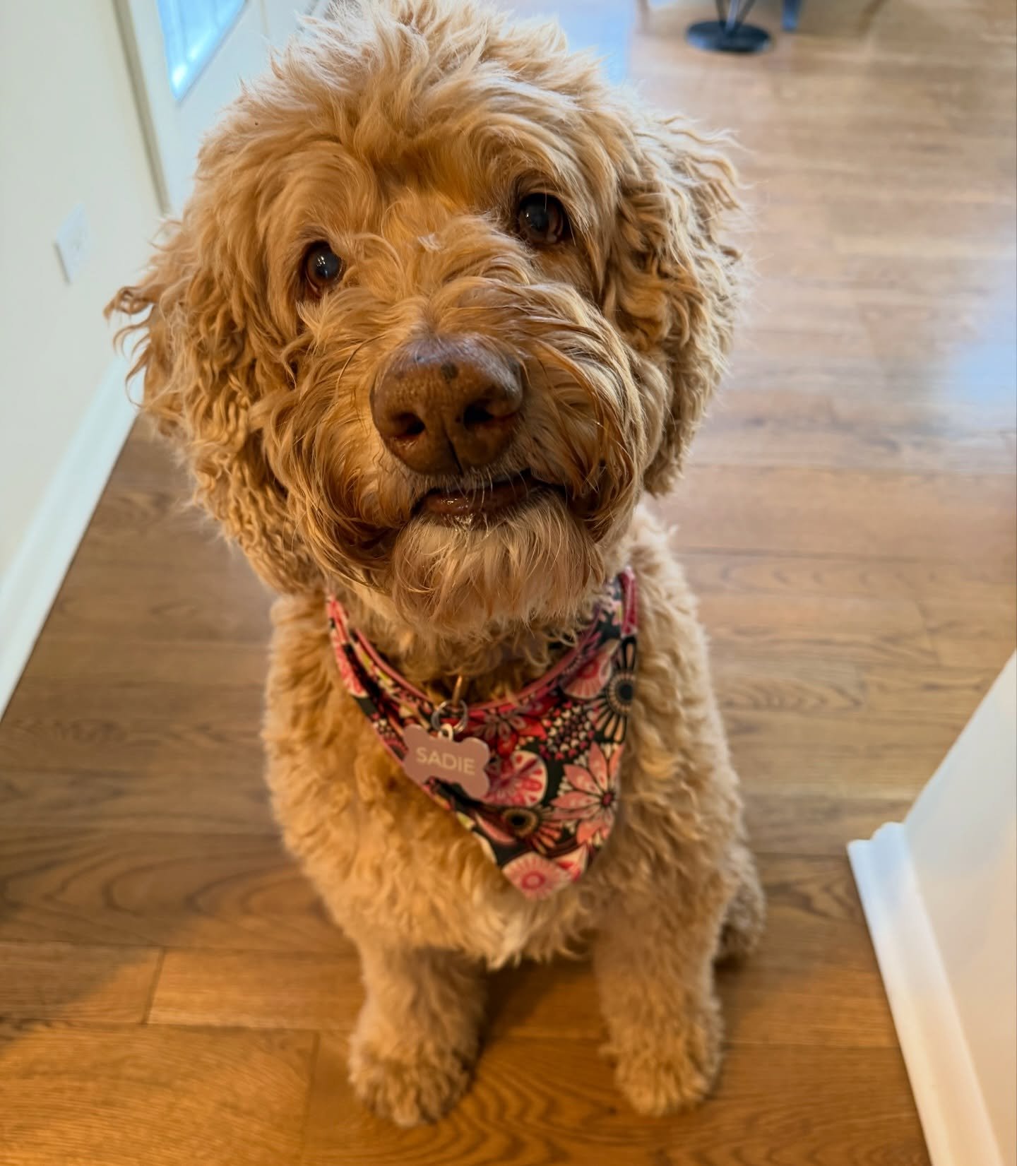 Sadie is rocking the cutest bandana 💕