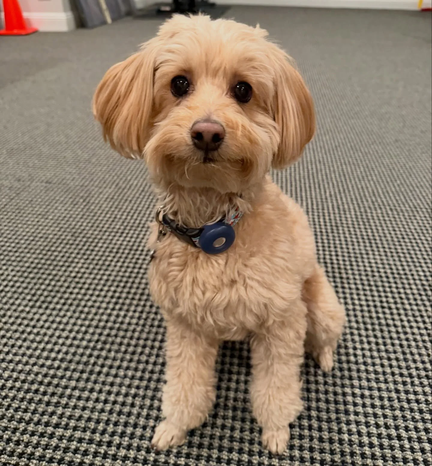 We just LOVE Ember!! @ember.of.the.shire