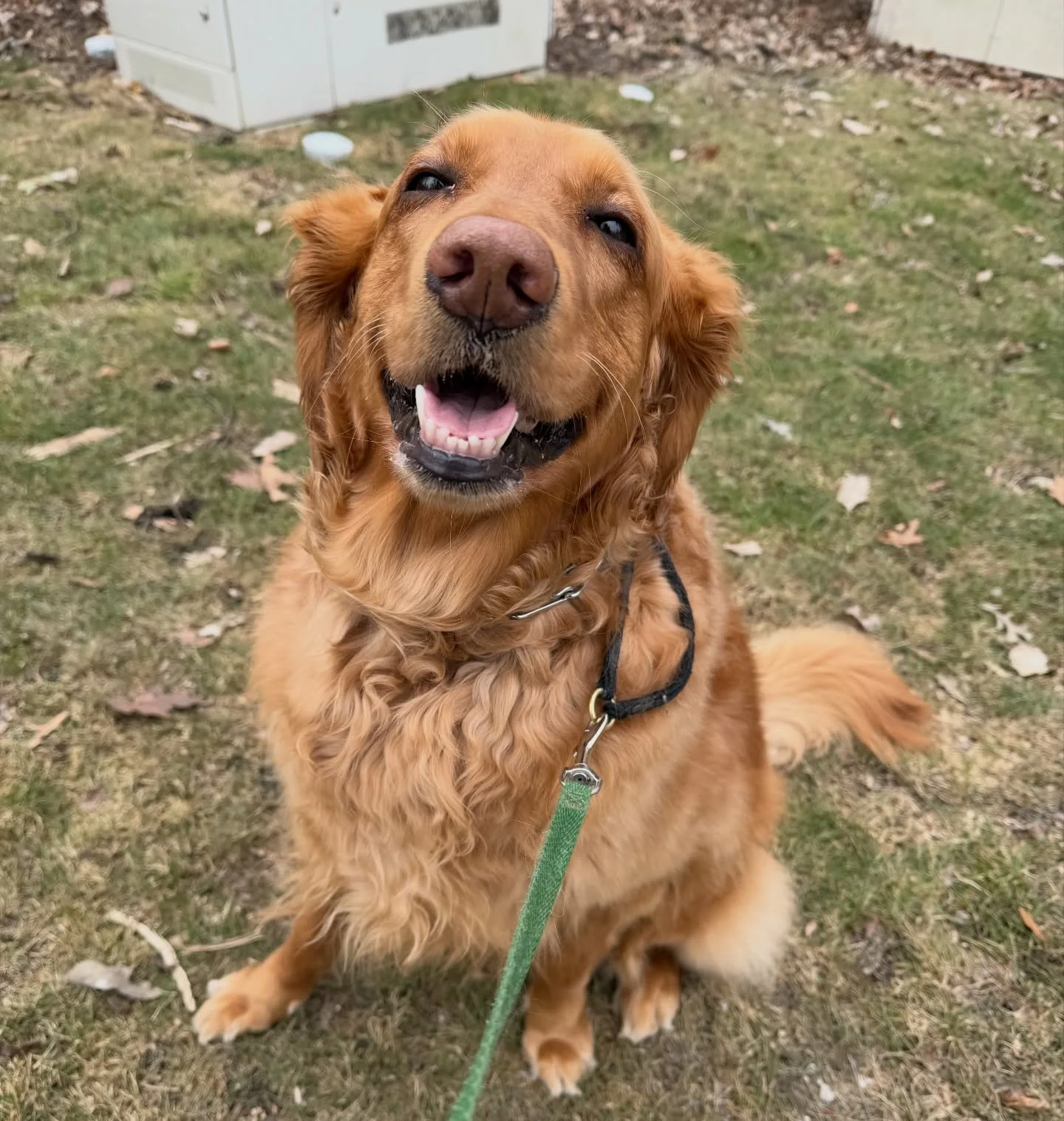 Luna always smiles for her photos 😁