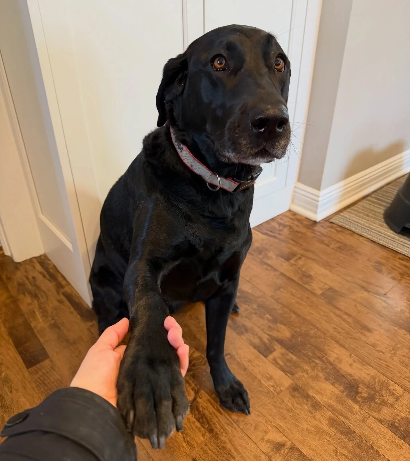 Tali is a pro at &ldquo;paw&rdquo; 🐾❤️