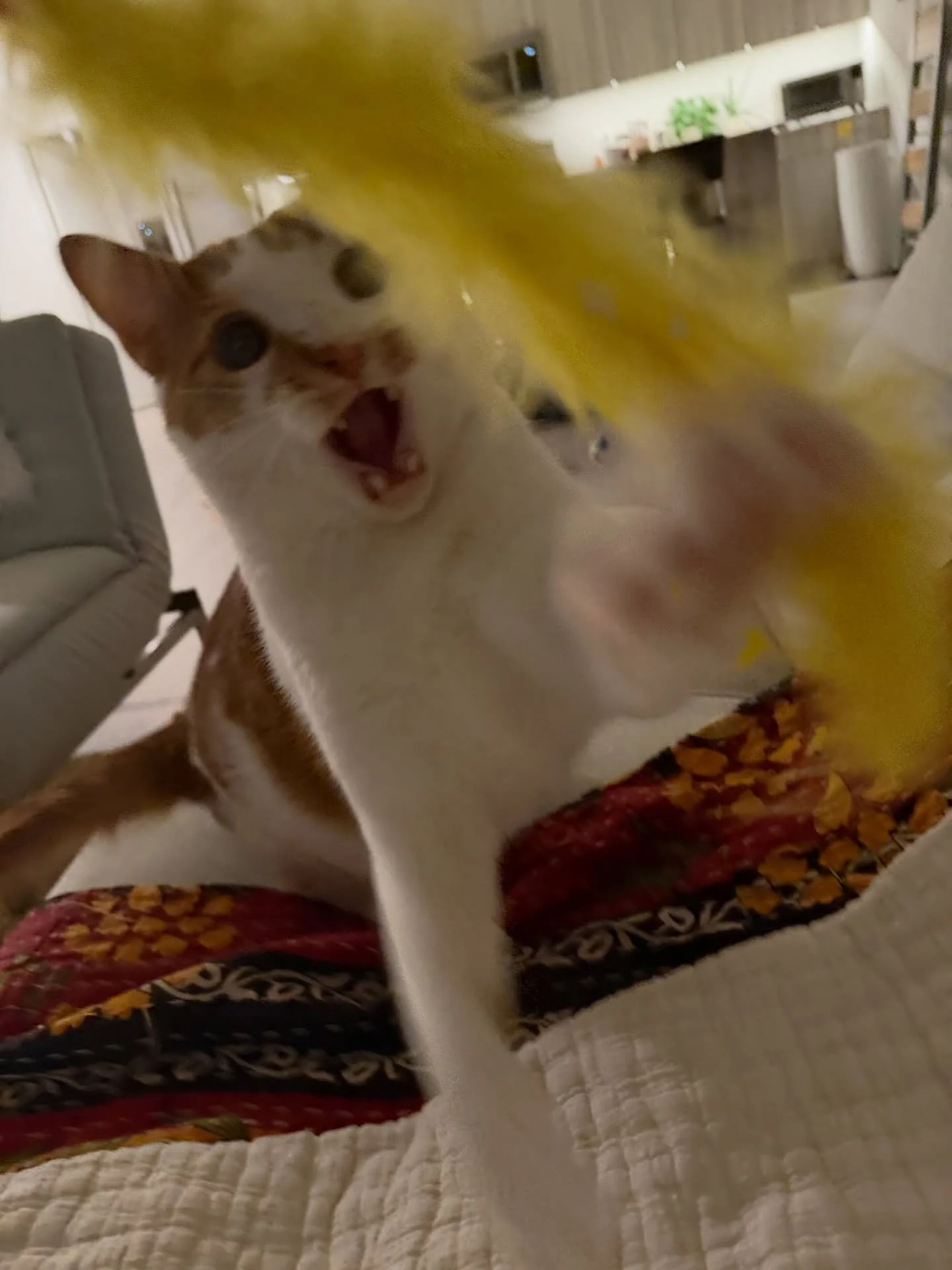 Dobby just CANT HANDLE his excitement for the wand toy!