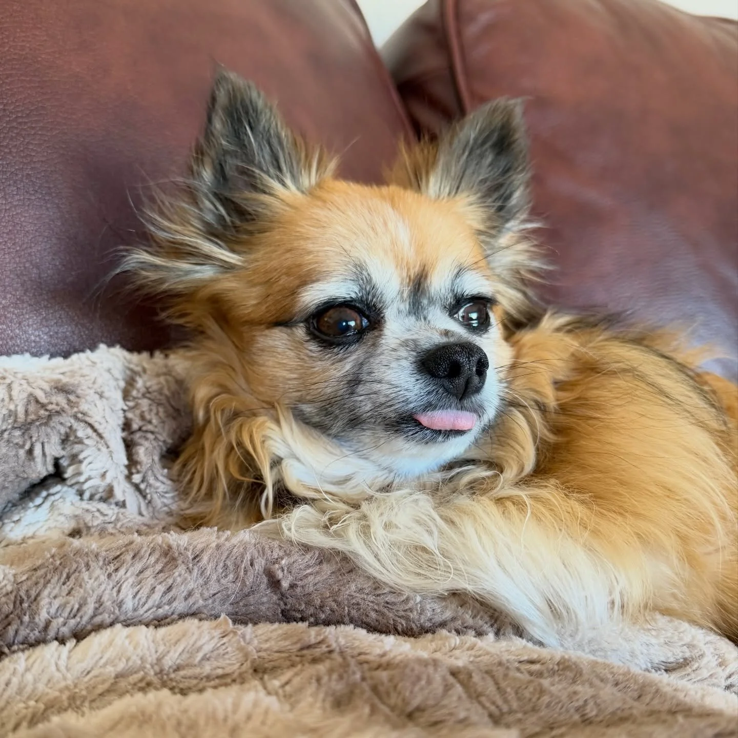 May would prefer to keep napping rather than walk! 🤣