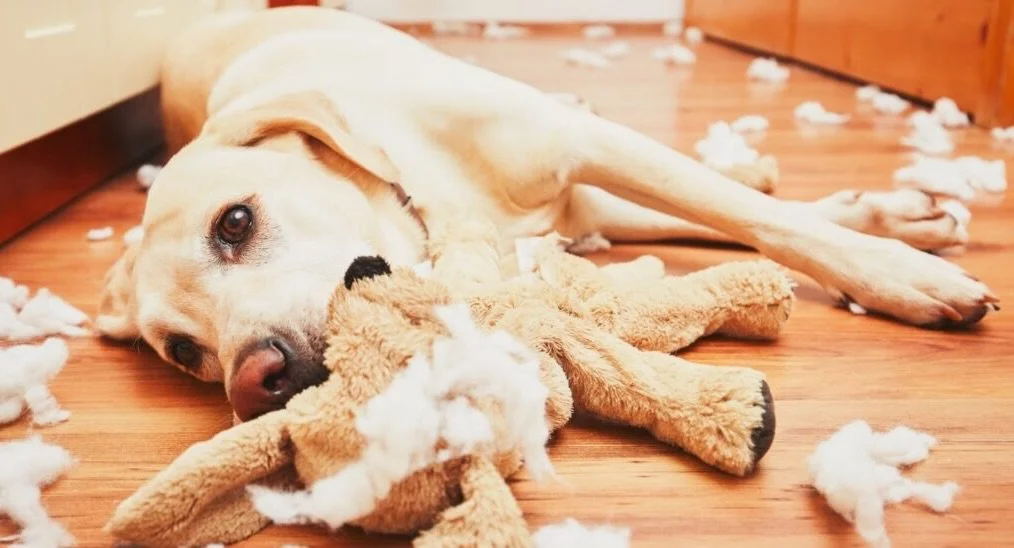 🚨NEW SERVICE ALERT🚨

After years in veterinary medicine &amp; handling high-stakes situations...

I am proud to officially introduce:

🧸TOY AUTOPSY &amp; SURGICAL REPAIR SERVICES🧸

Have a beloved toy that has been absolutely DESTROYED?

Squeaker 