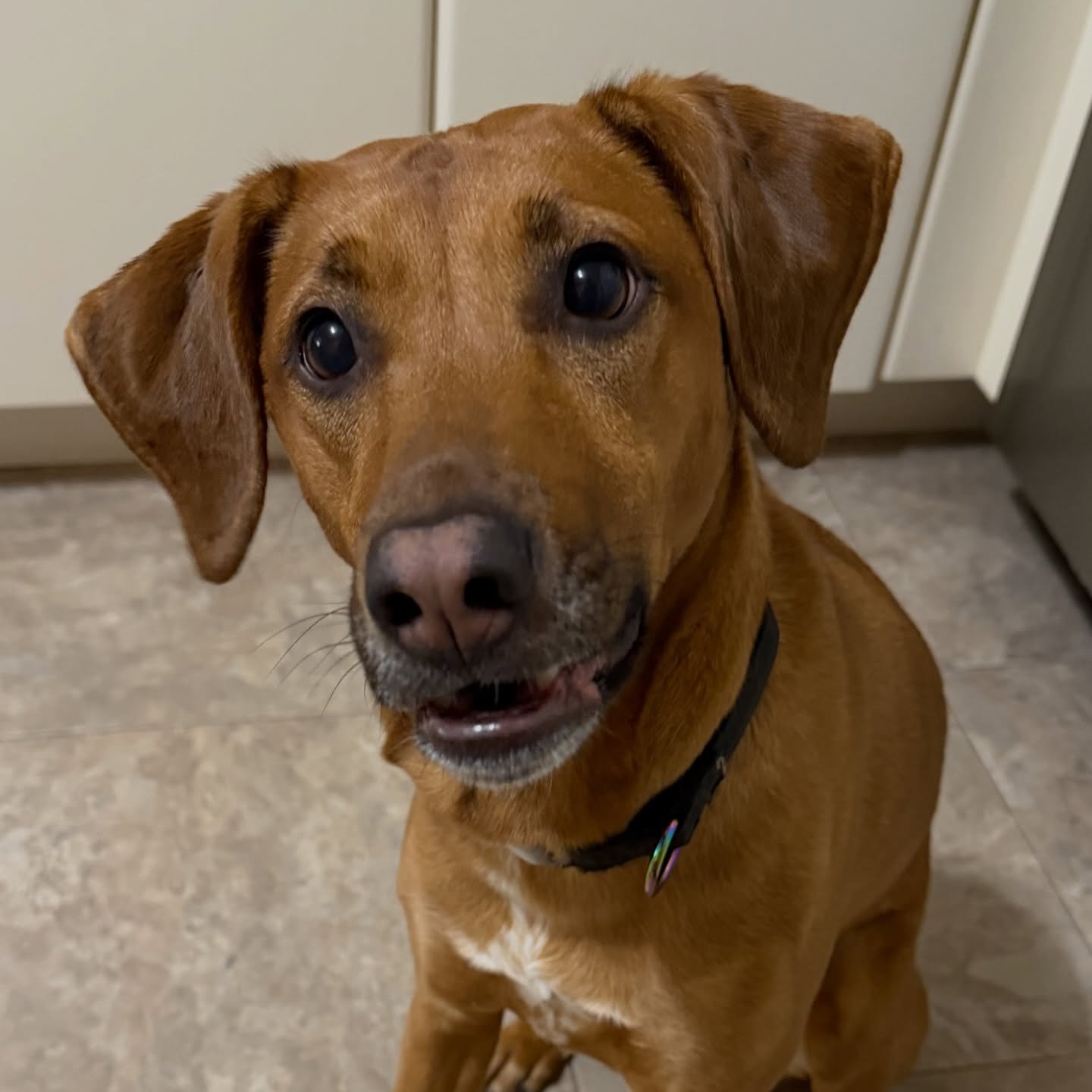 Buttercups face when I told her I was out of treats 😵&zwj;💫
APRIL FOOLS! We&rsquo;re always packing treats 🤪
