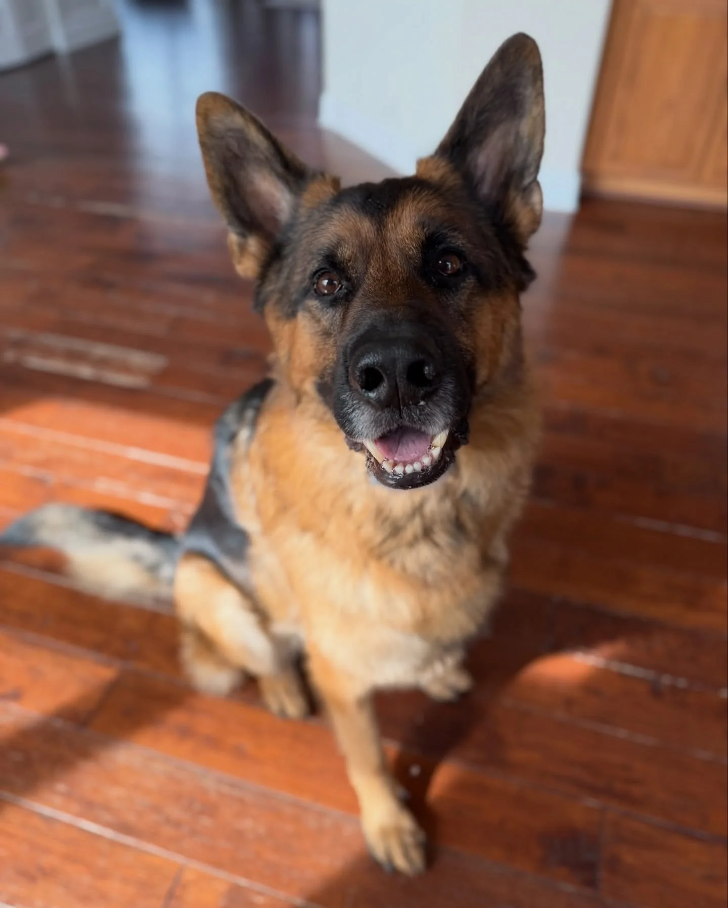 Another day, another Yogi smile 😍