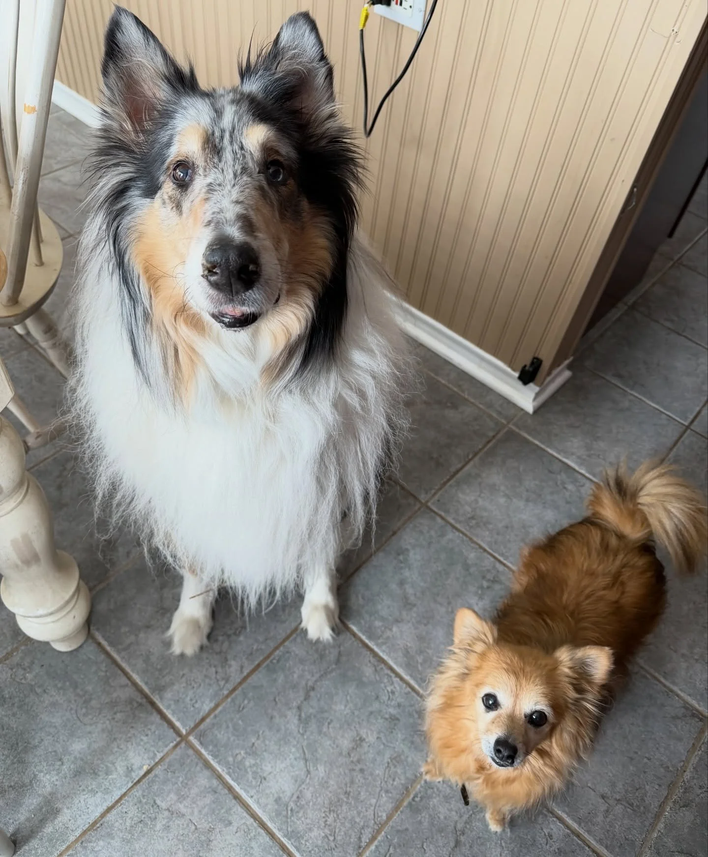 Kipper and Flower say hellllooo 👋🐾