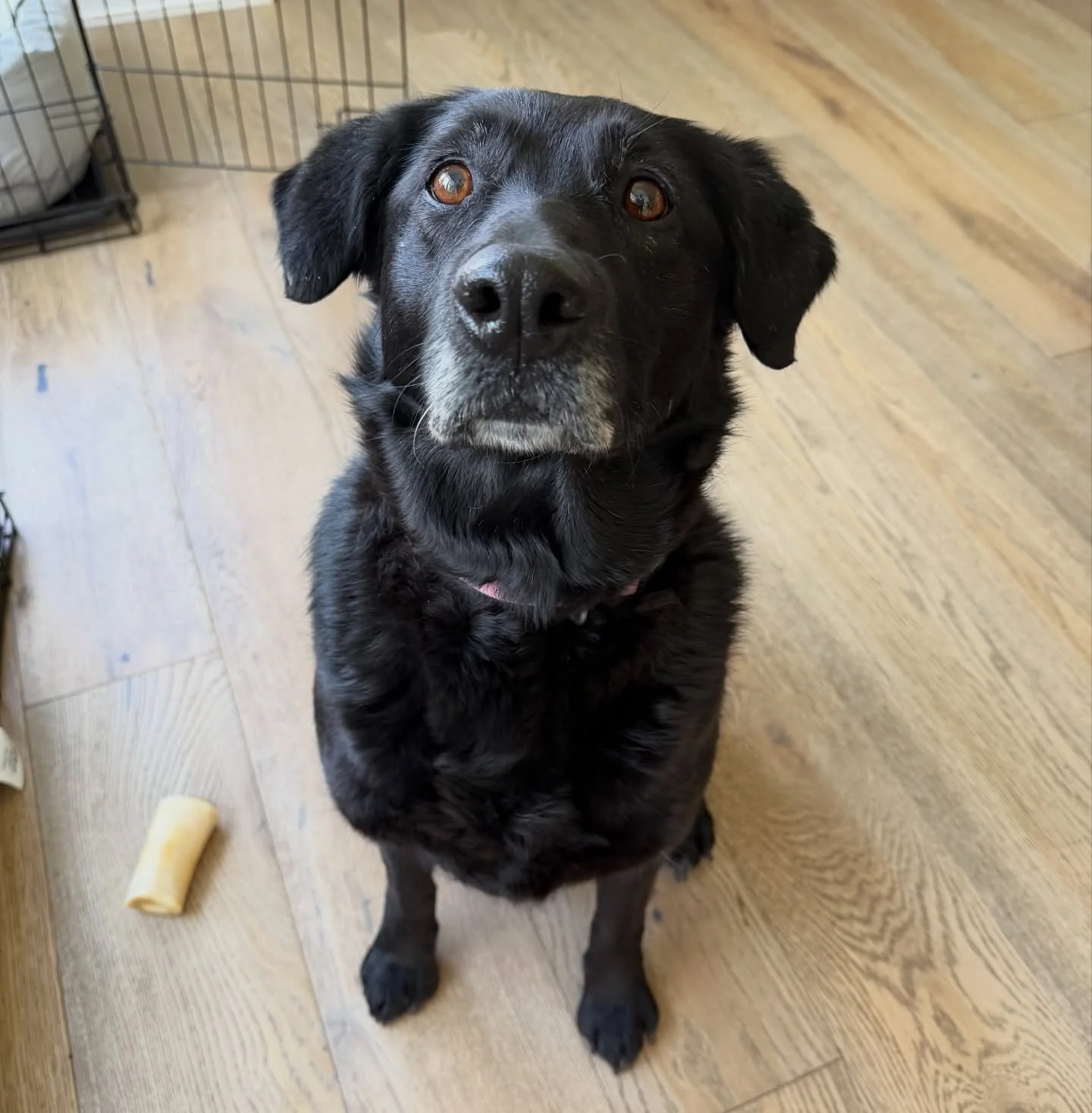 Miss Sunny waiting patiently for a treat!