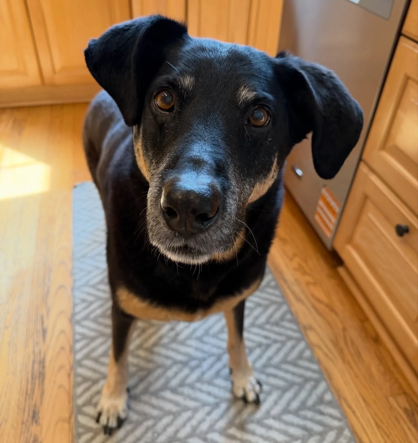 Louie waiting for his treat!