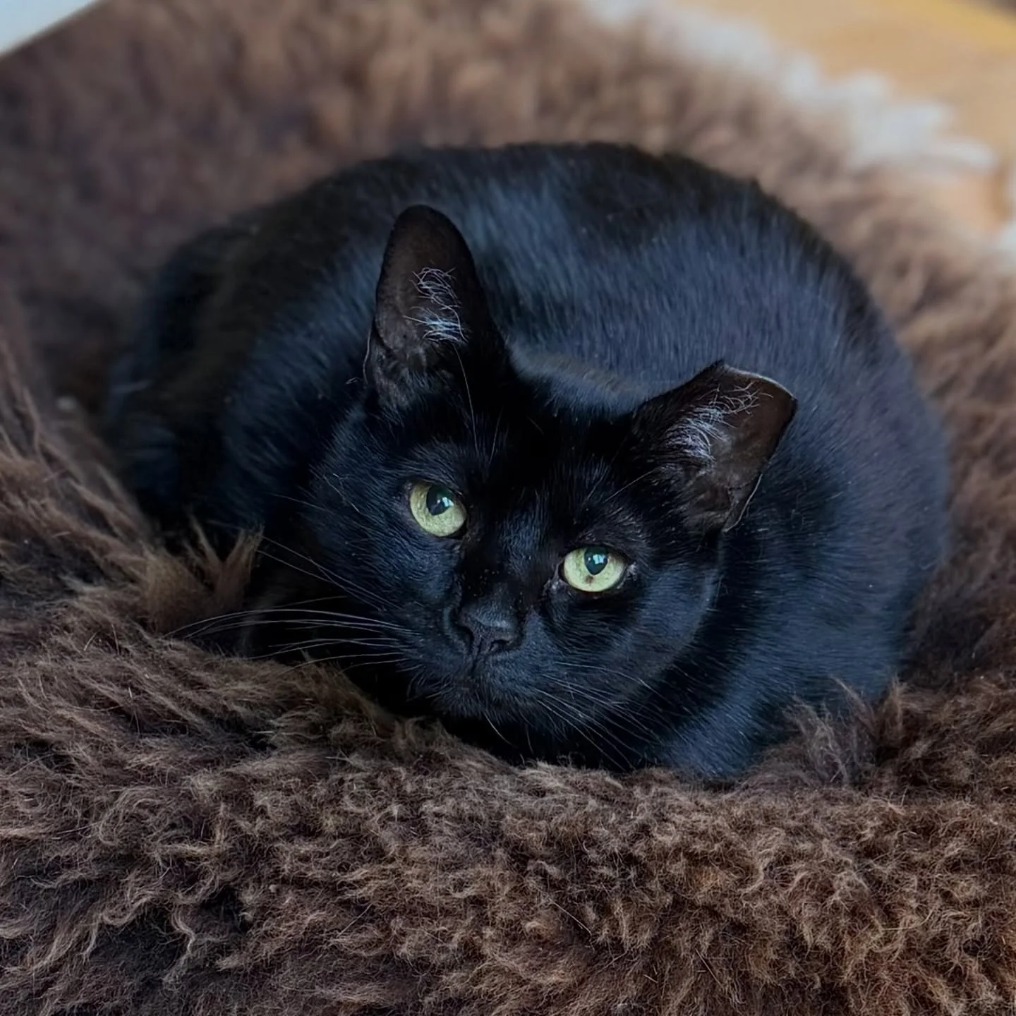 How cute is Bella?!