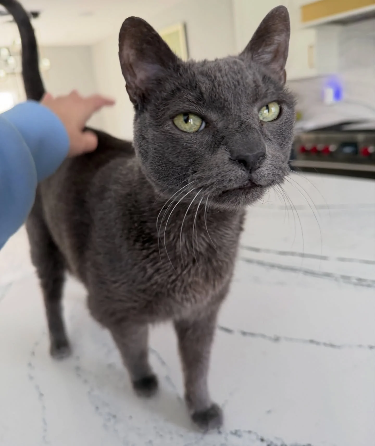 Clyde wants neverending pets!