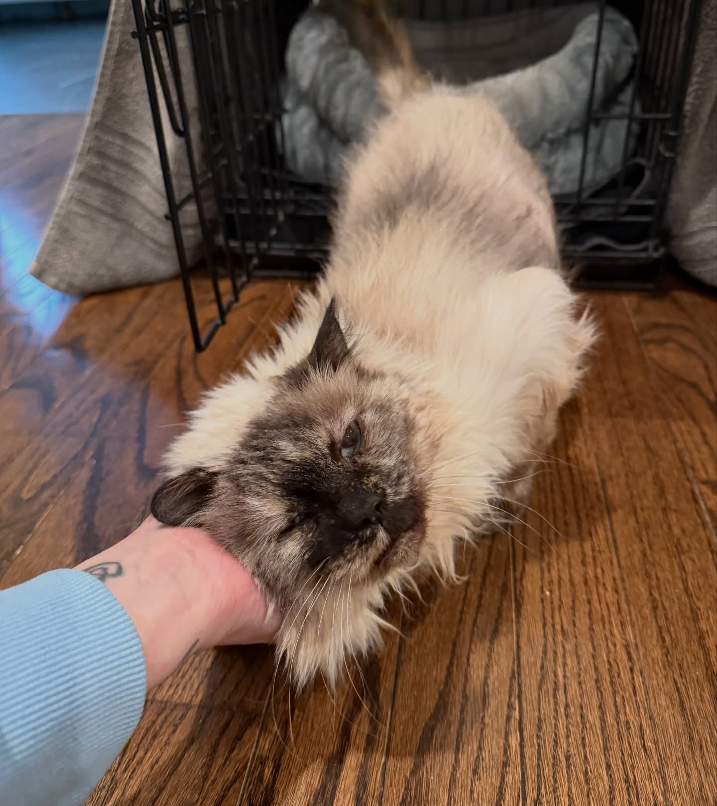 Olive loves her neck scratches ❤️