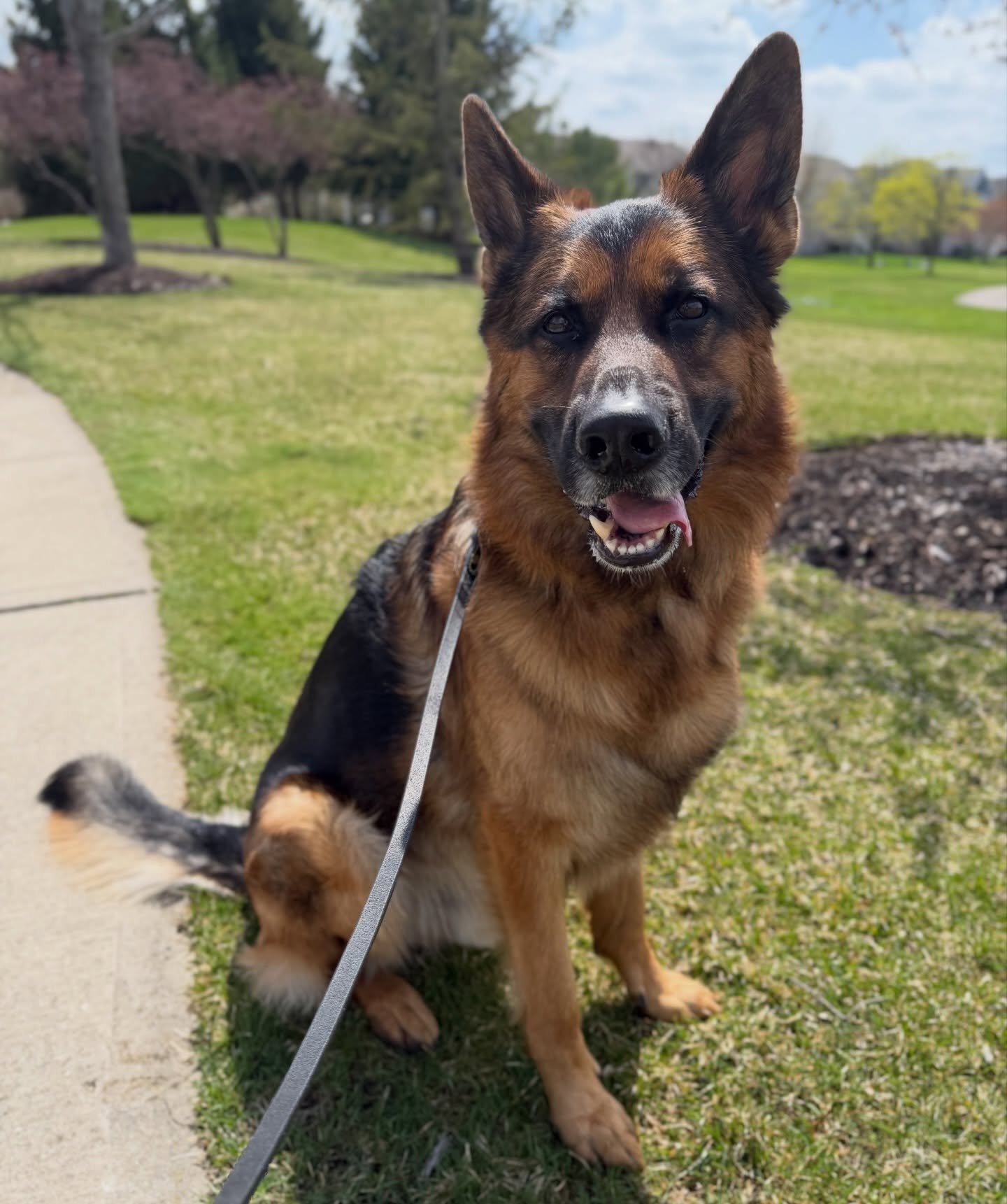 Yogi is just too darn handsome!