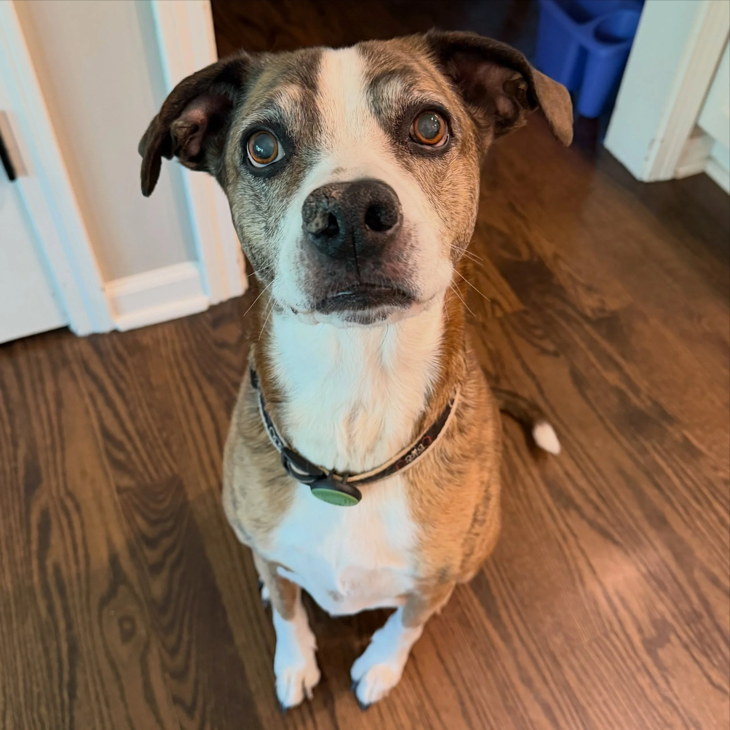 Loomis says &ldquo;Treat please!!&rdquo;