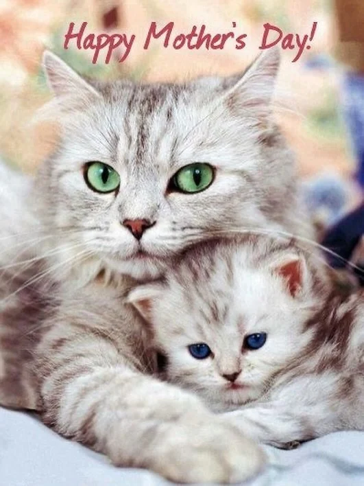 Happy Mothers Day to all of the moms out there! 🫶🏼