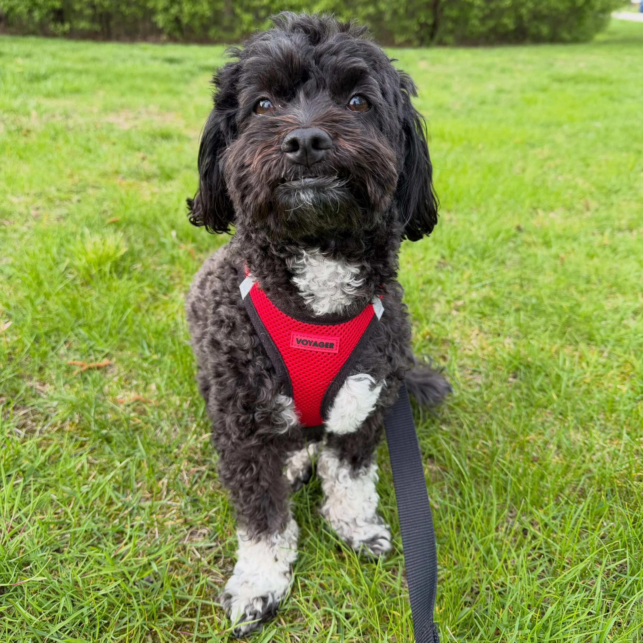Murray, the cutest boy around! @murraythehavapoo