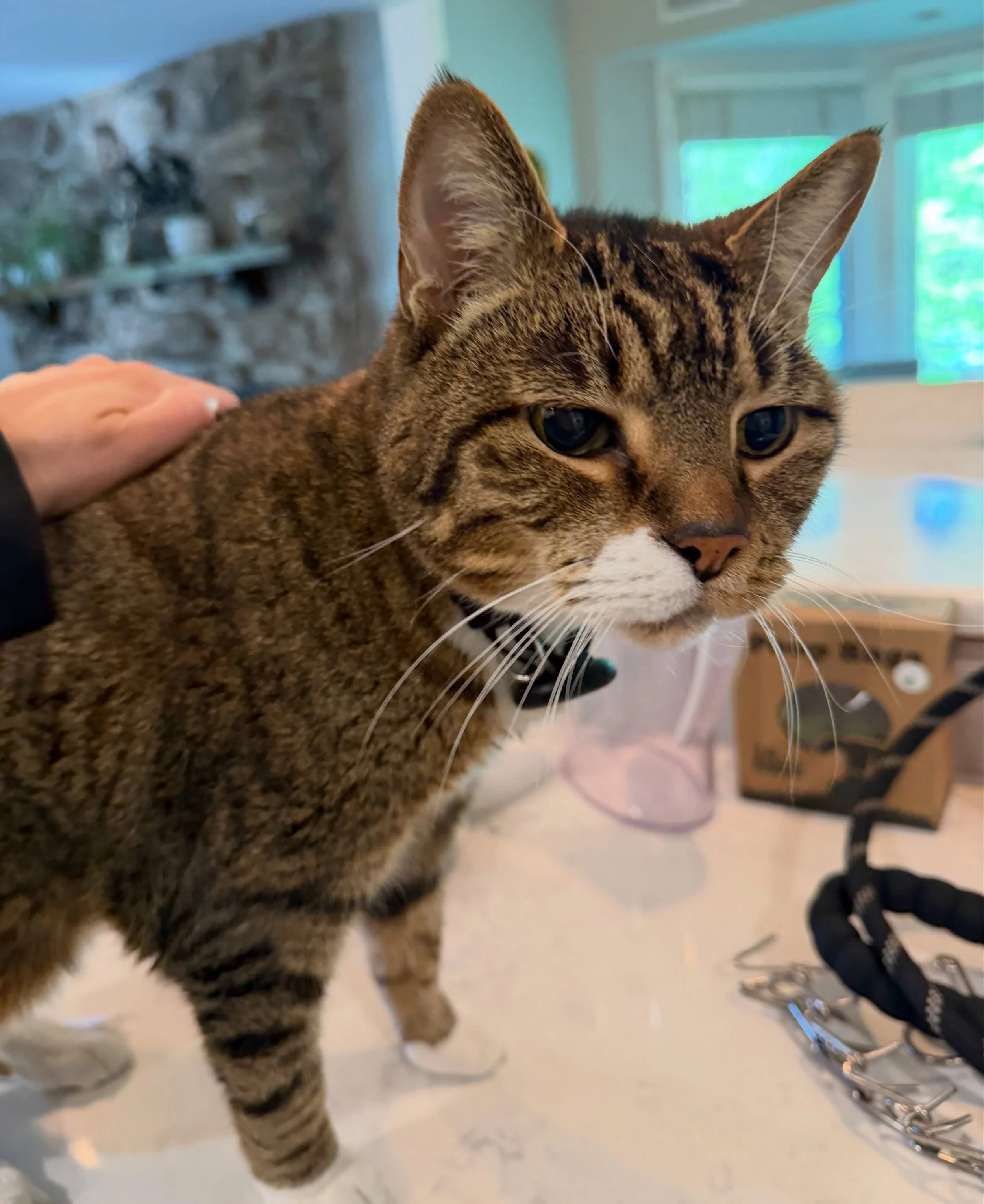 Milo lovin some pets!