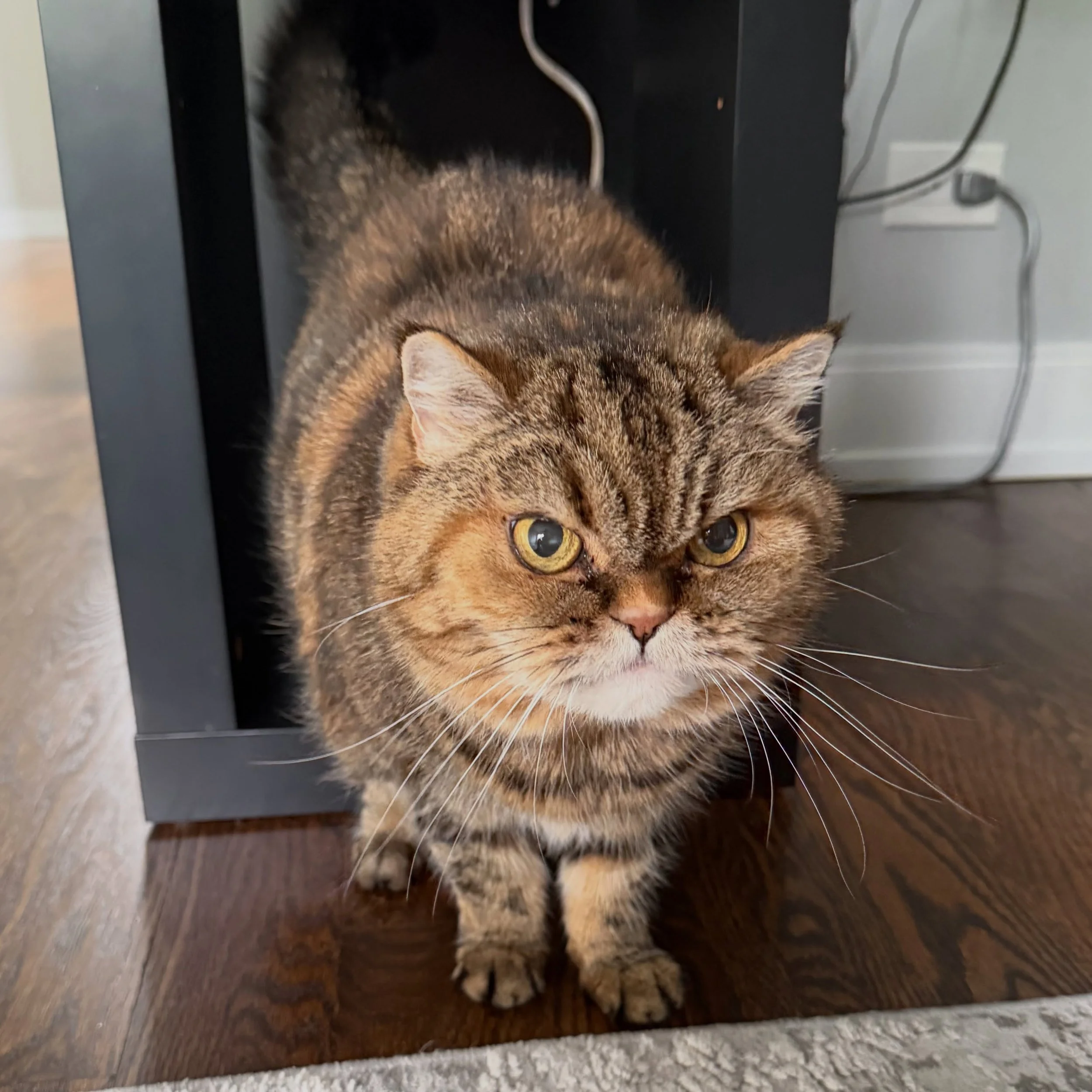 Don&rsquo;t let the grumpy face fool you, Gigi is a happy girl!