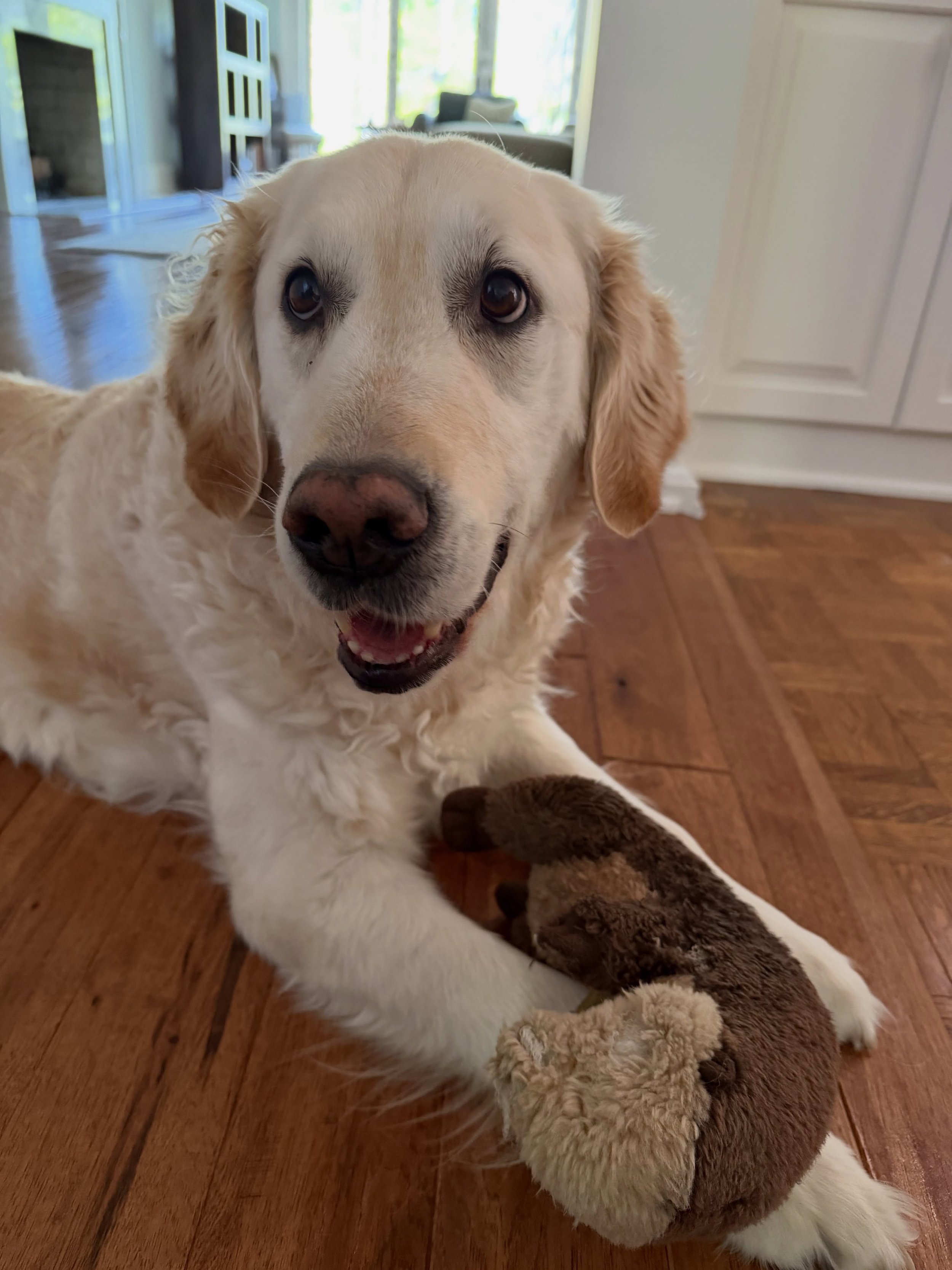 Cooper wishes it was playtime ALL the time
