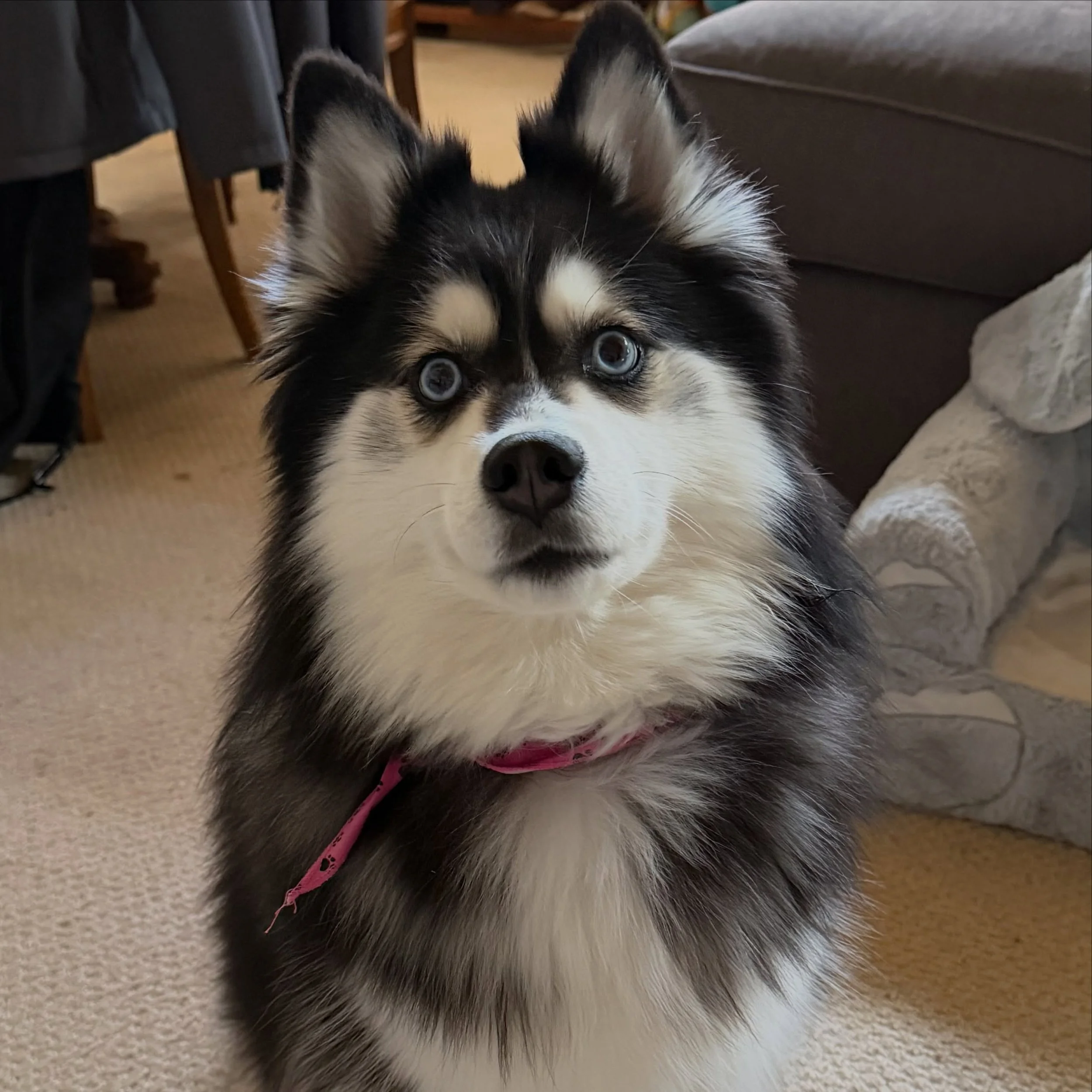 Tilly has the most captivating eyes!