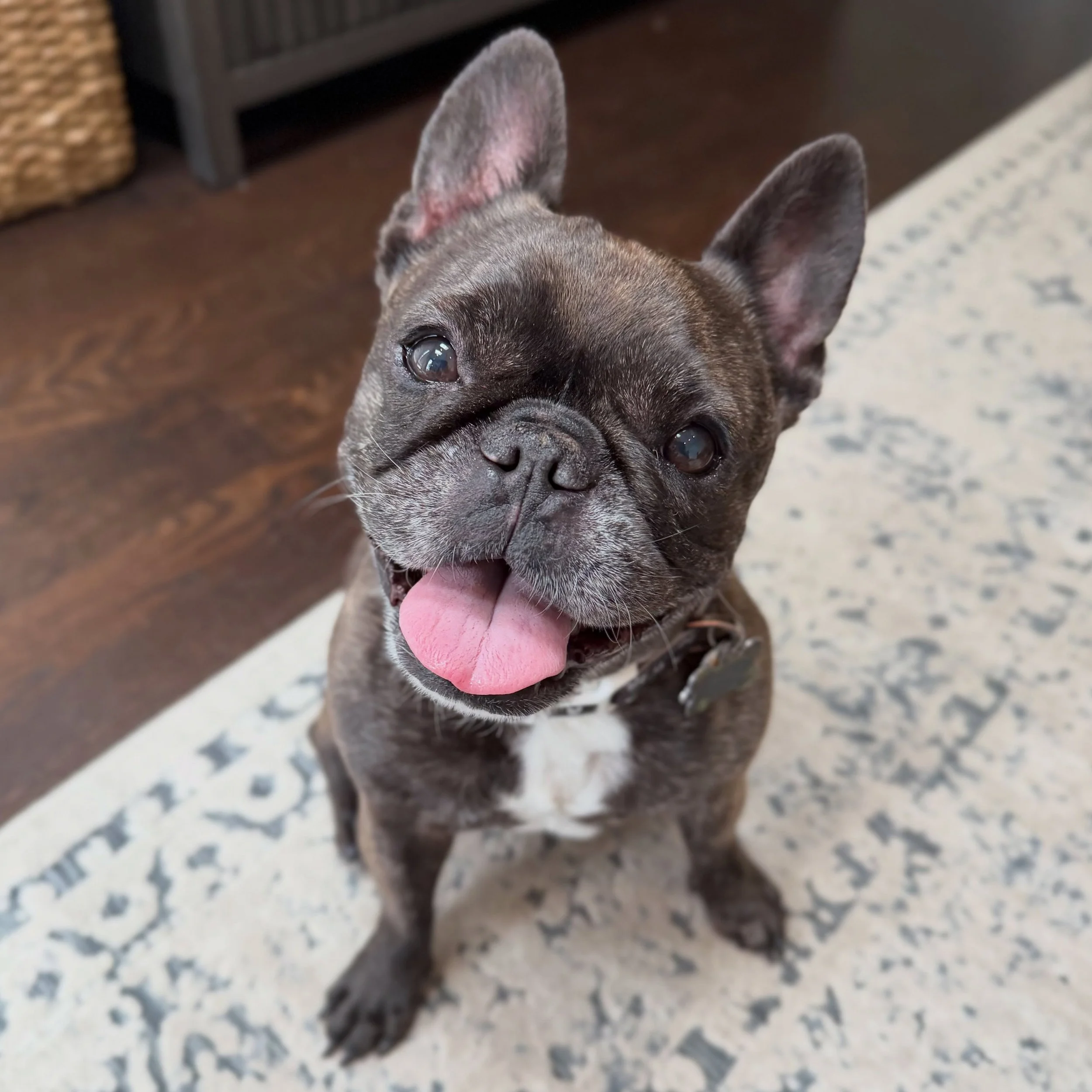 Oh my gosh are you kidding me???? Isn&rsquo;t Tito the cutest?! 😍😍😍
