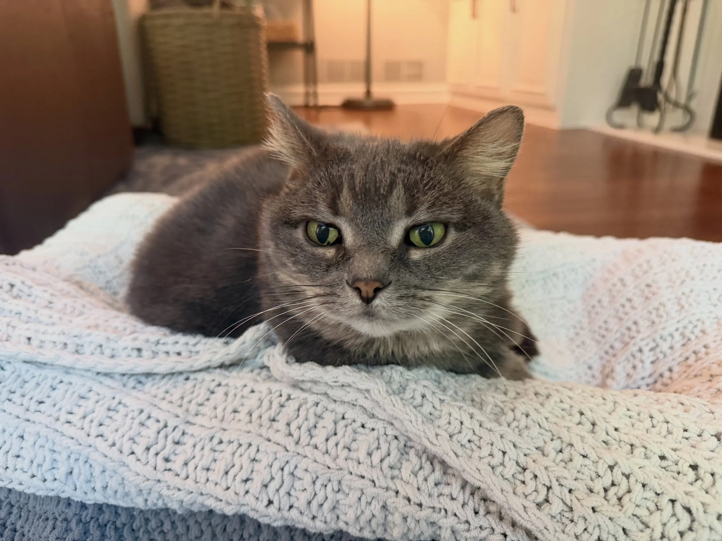The beautiful Gray!