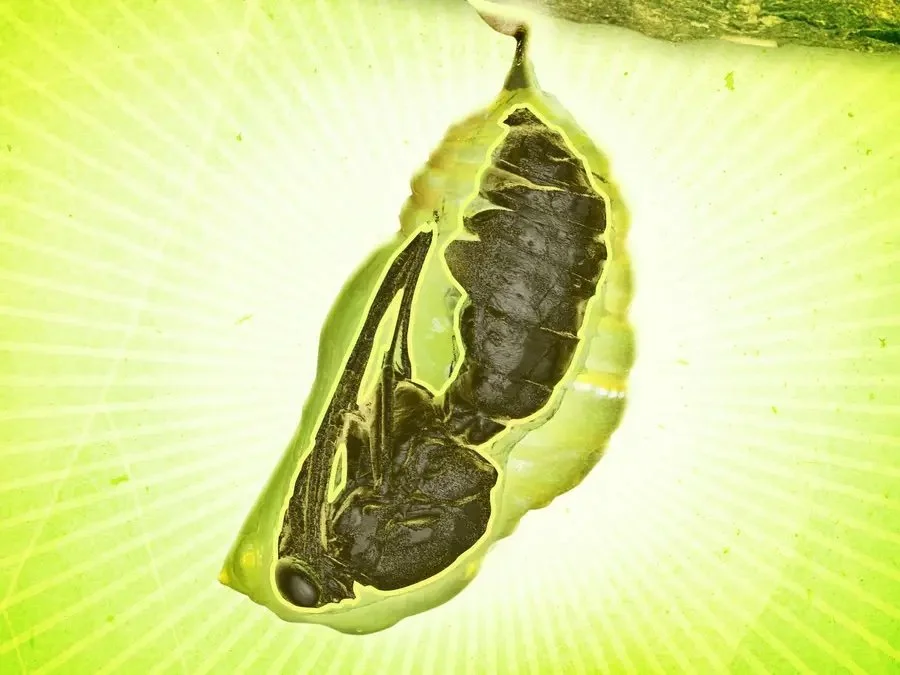 In The Chrysalis Goo 🐛 Moving from Theory to Action