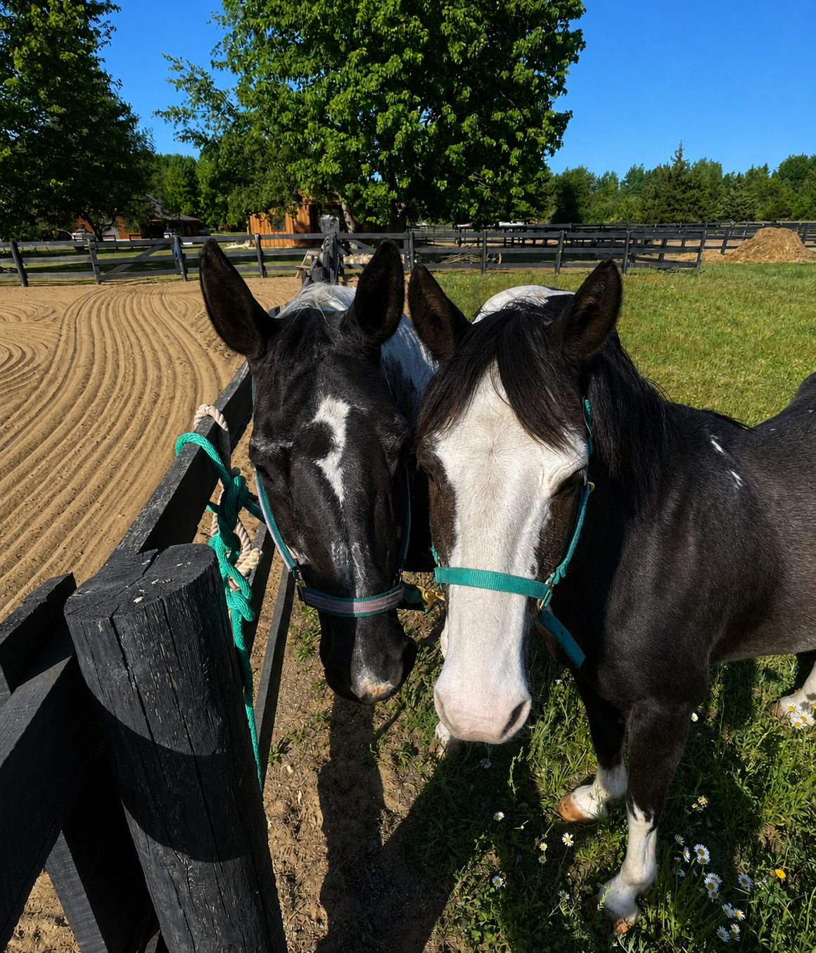 Picture of a paint mare and pony with their heads together and ears up