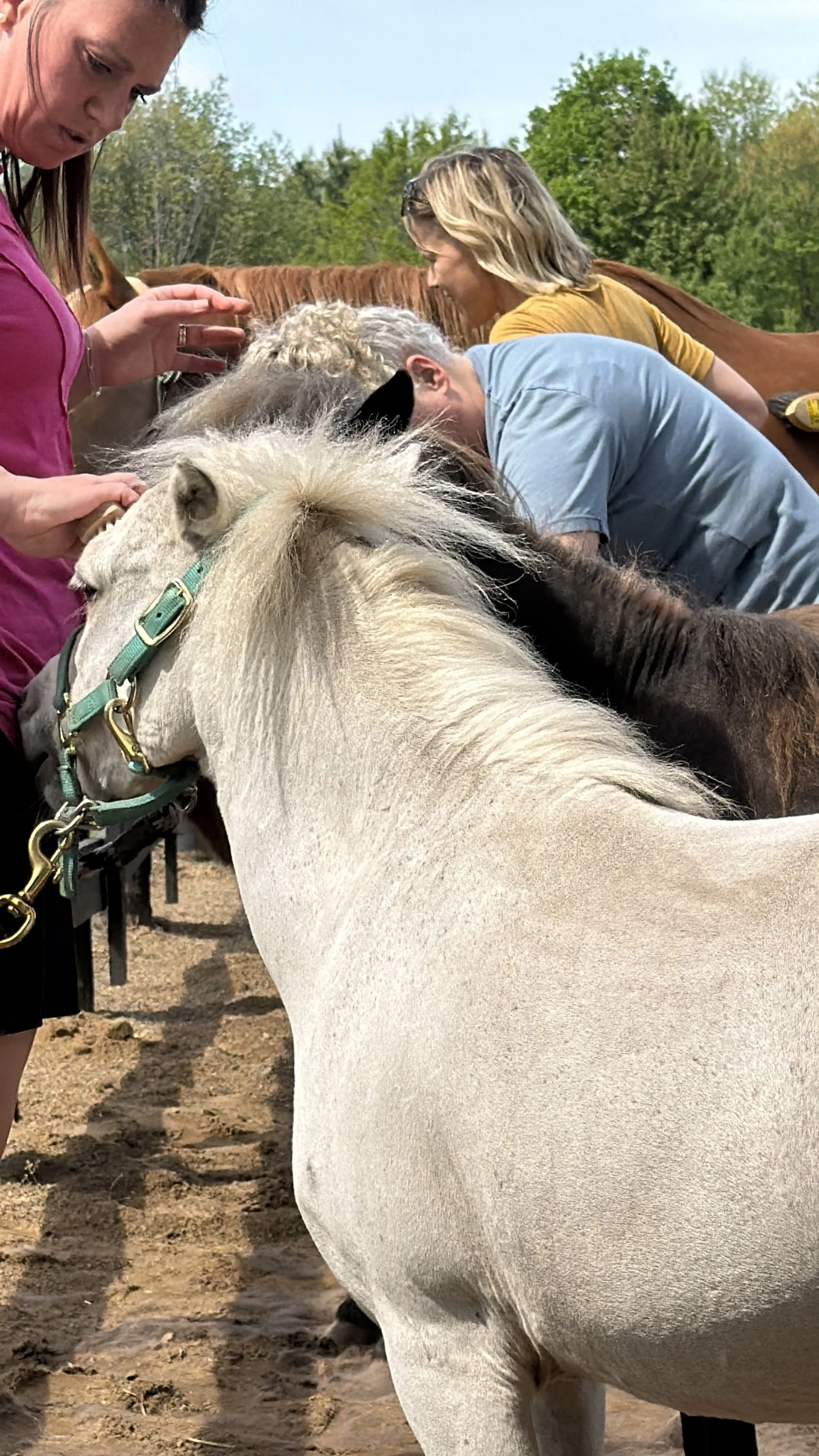 group of three ladies a 3 horses doing a FBEAP grooming exercise brushing horses