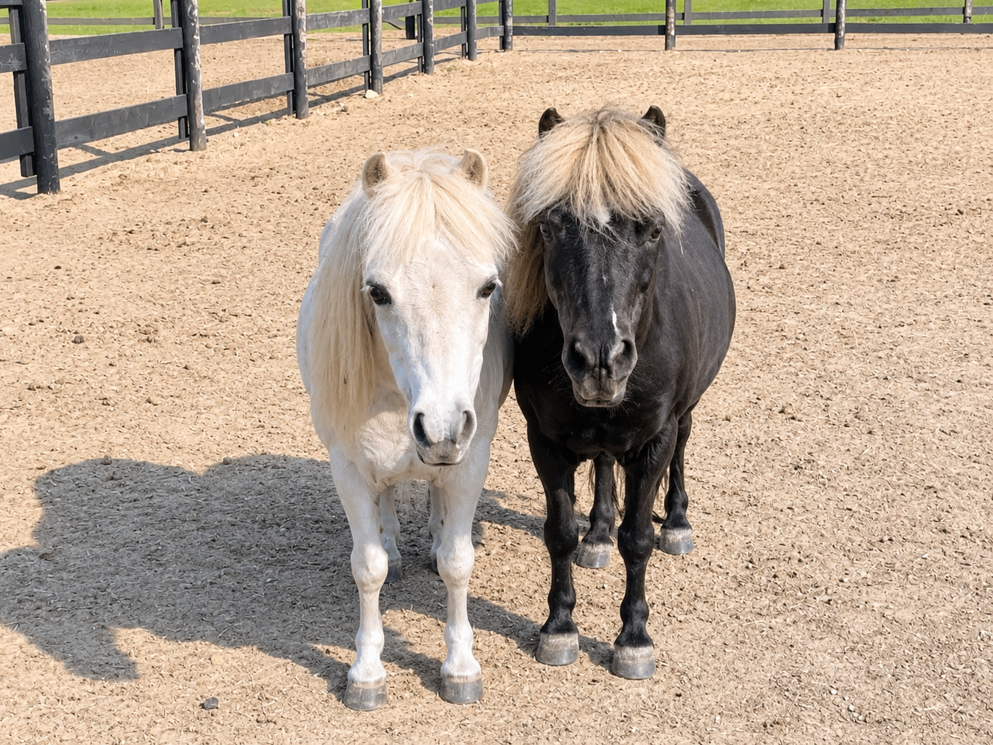 picture of mini best friends one is white the other brown standing close posing for camera
