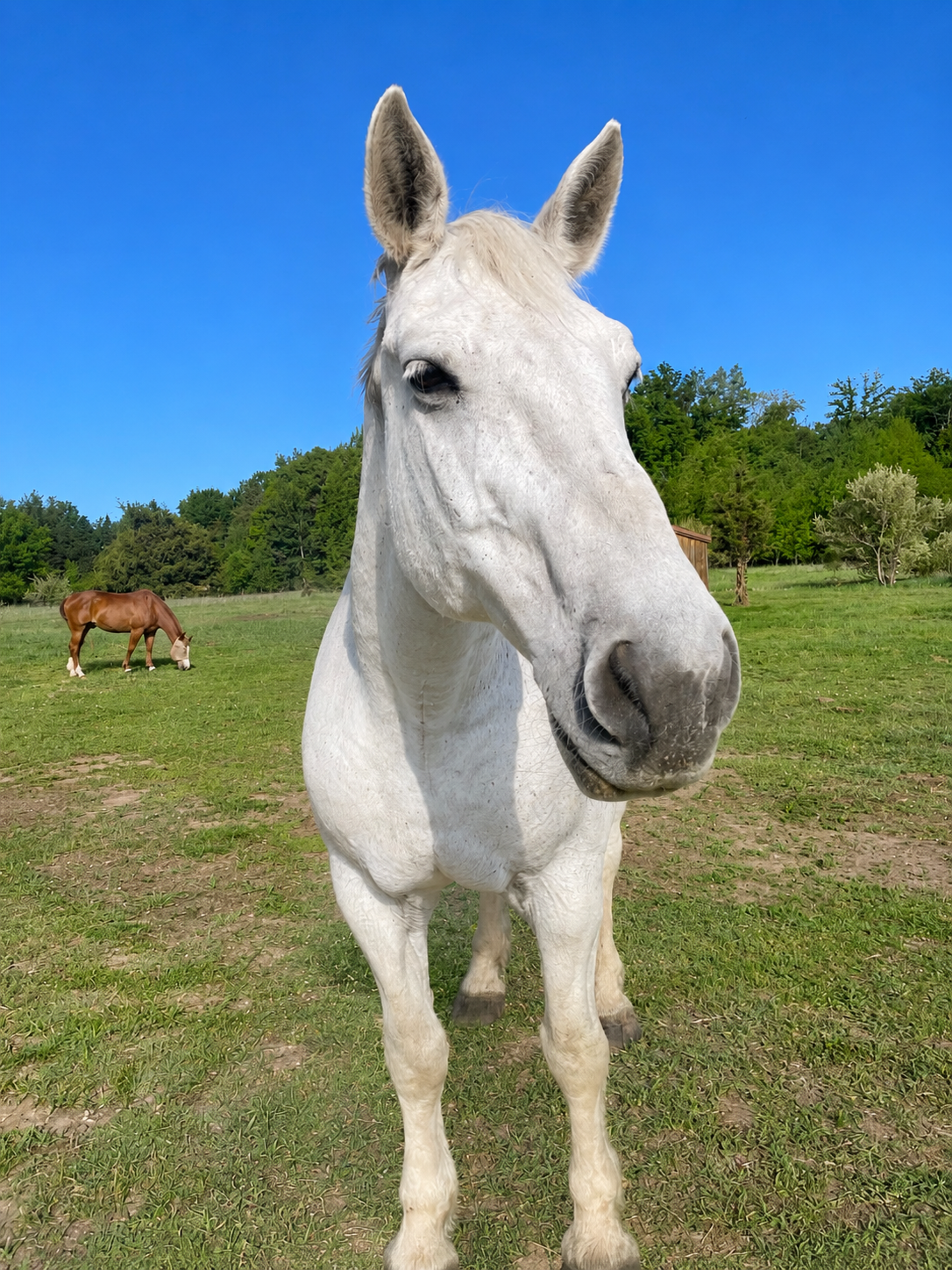 Picture of a big white Percheron draft horse looking at camera standing in the pasture