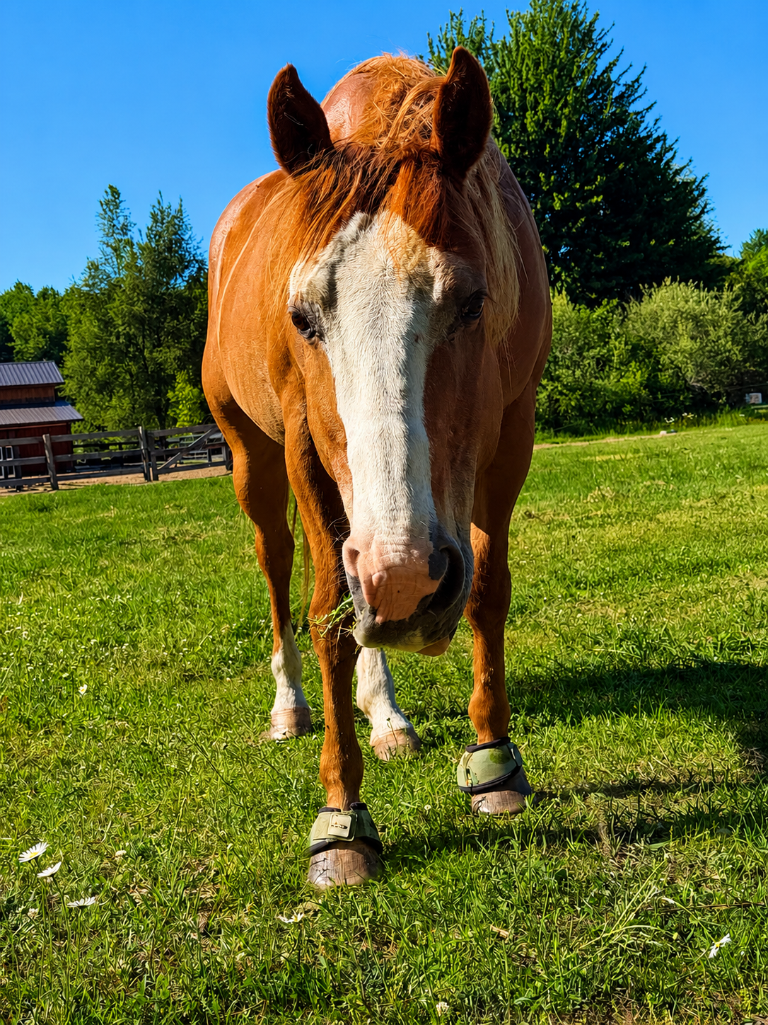 Picture of a Sorrel horse with grass hanging out of his mouth posing for camera