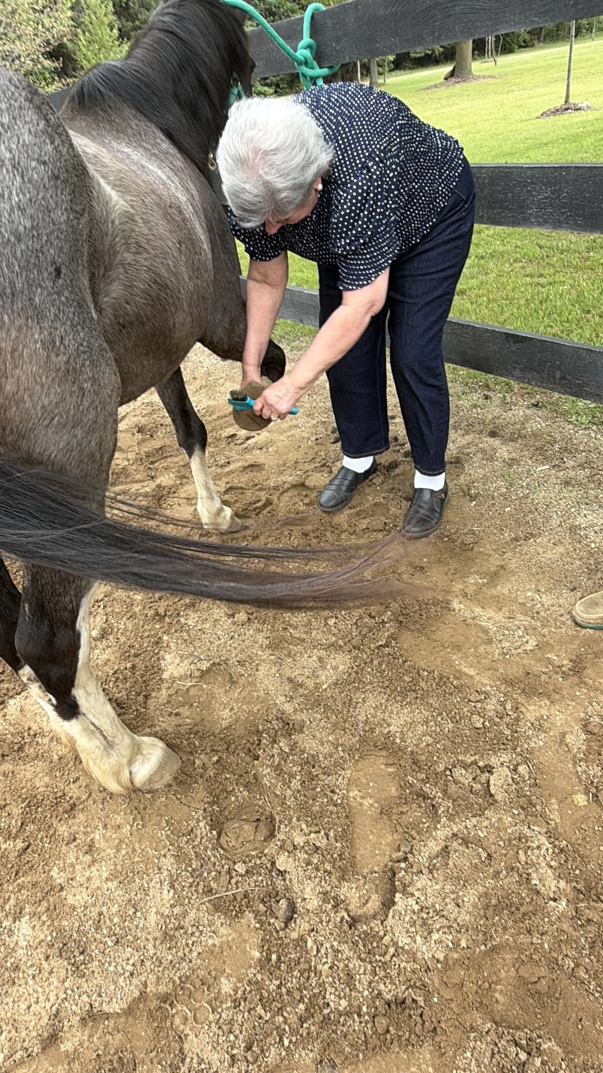 A woman picking out a pony's foot with a hoof pick, part of an FBEAP exercise.