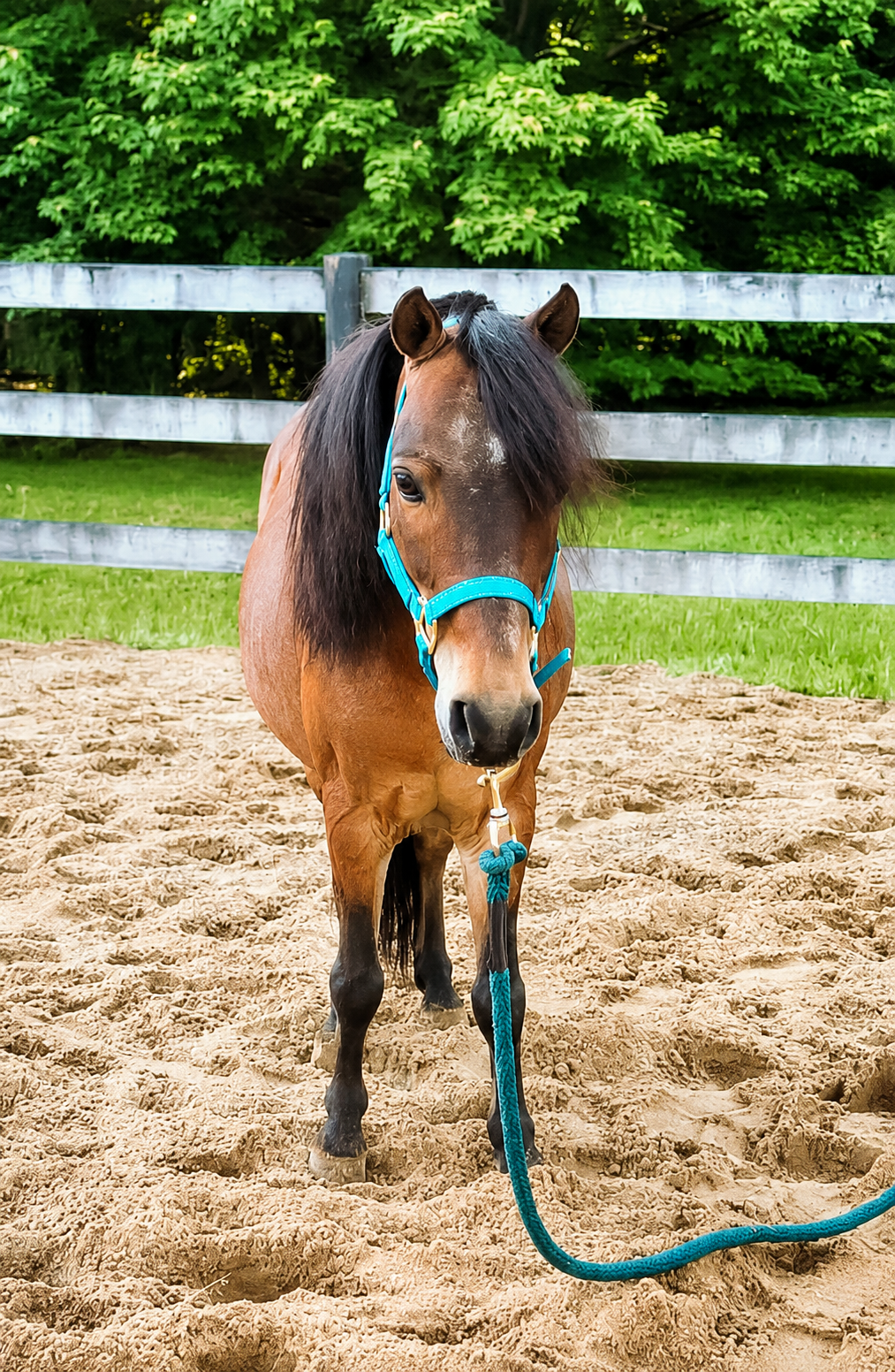 Beautiful bay colored mini with a teal halter standing in an arena with sand around his feet