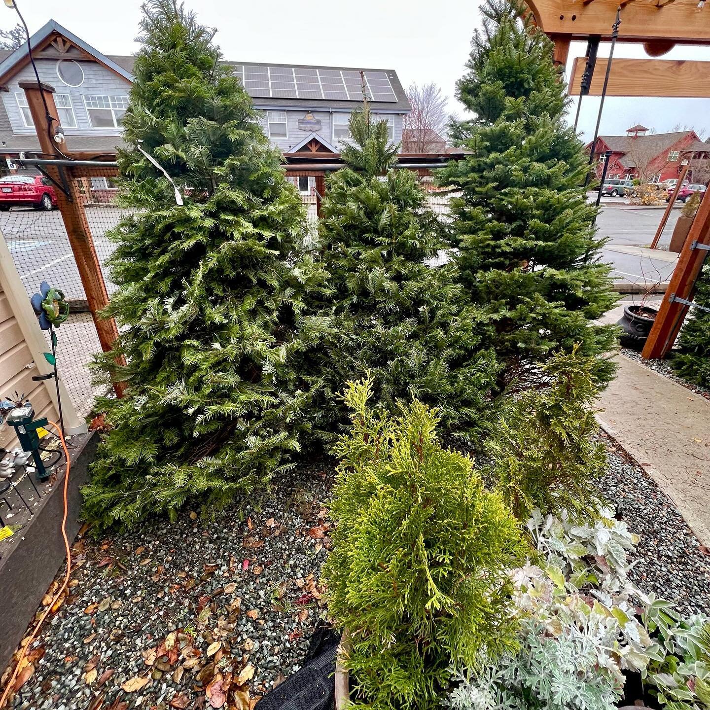 We have Christmas trees!! You don&rsquo;t have to leave town to get your tree this year. Get your Christmas tree right here in Coupeville!! #shoplocal #christmastree #whidbeyisland #coupevillewa #oakharborwa #greenbankwa #freelandwa #langleywa #clint