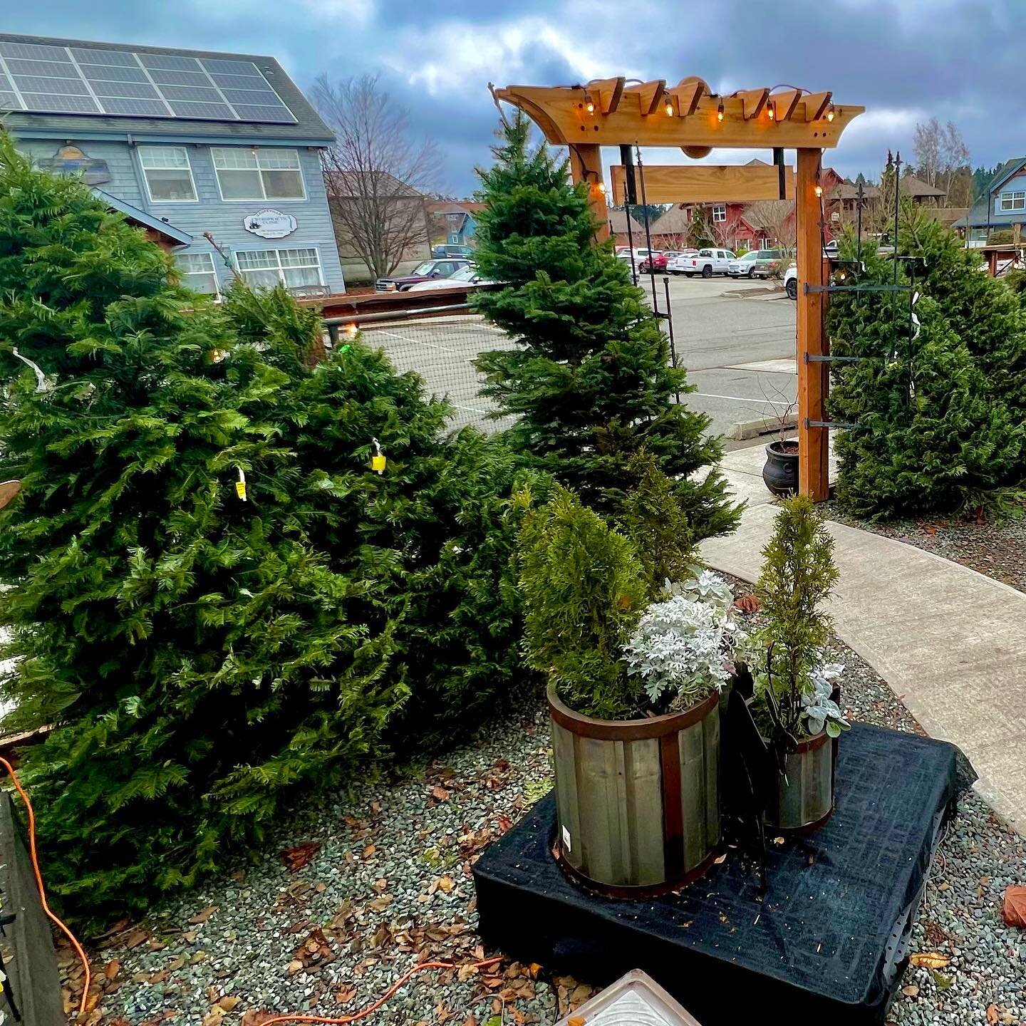 Hey #coupeville, did you hear? We don&rsquo;t have to drive north or south to find the perfect tree this year.  We have Grand Firs and Noble Firs from 5ft to 9ft. From local farmers @goodboyfarms.whidbey And we have so much more!! #christmastree #chr