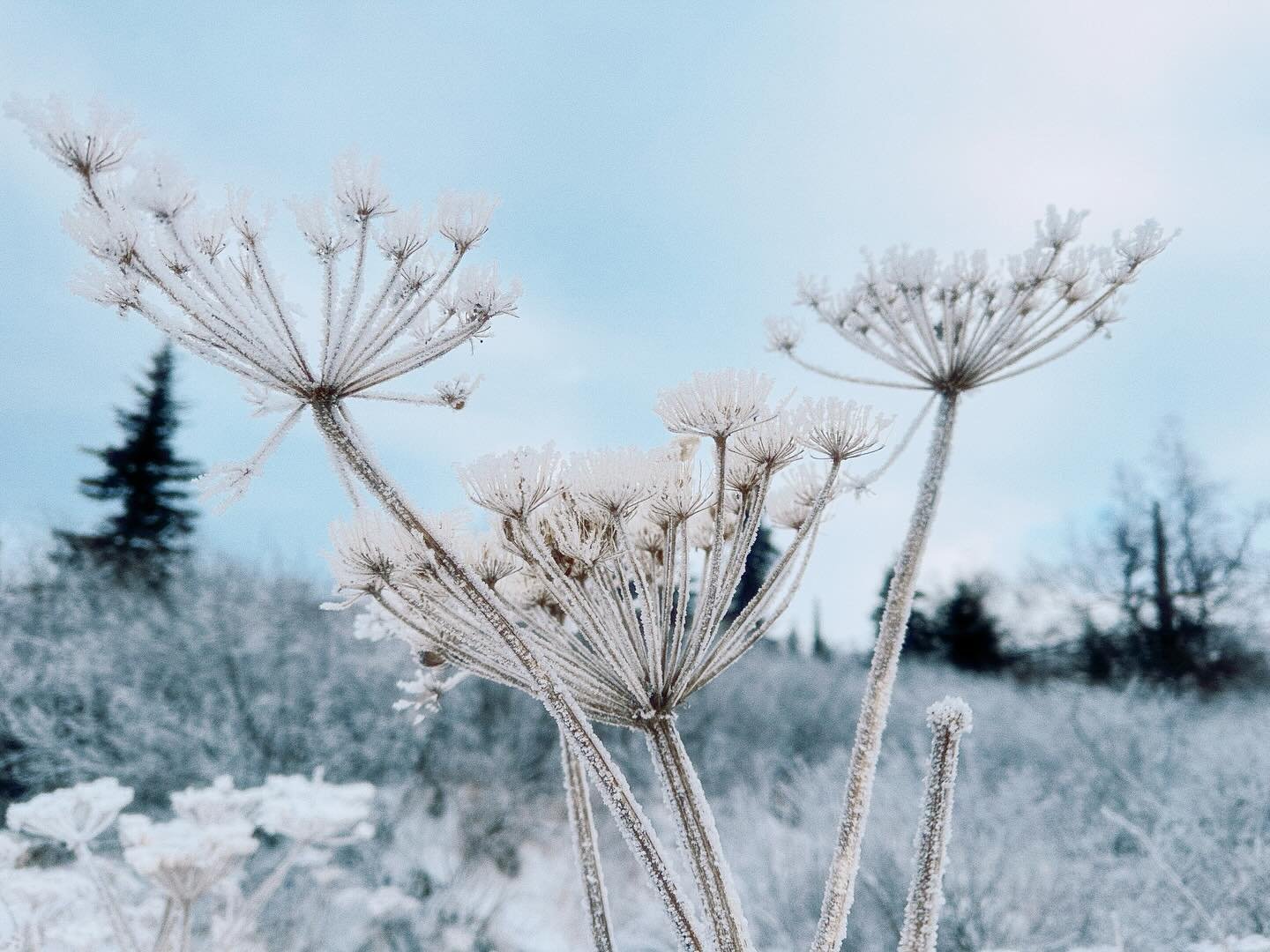 nature always sending flowers ❄️💐

so grateful for our generous earth!
isn&rsquo;t she magnificent?! 
love seeing what she creates every time of year 🤍

#flowerseveryday #flowerseverywhere #bouquet #generous #flowers #earthcreative #nature #alaskaa